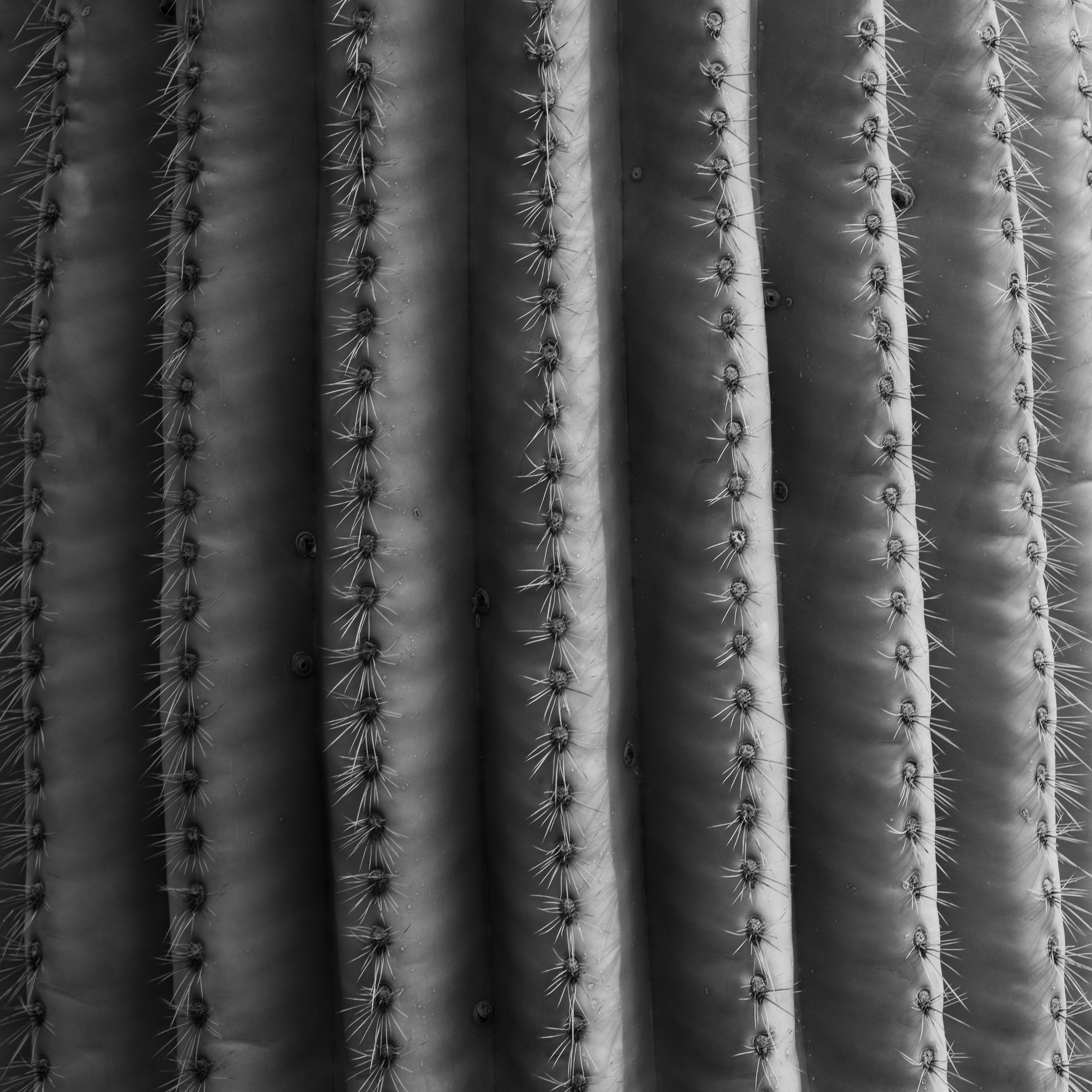 Saguaro, Superstition Wilderness, Arizona