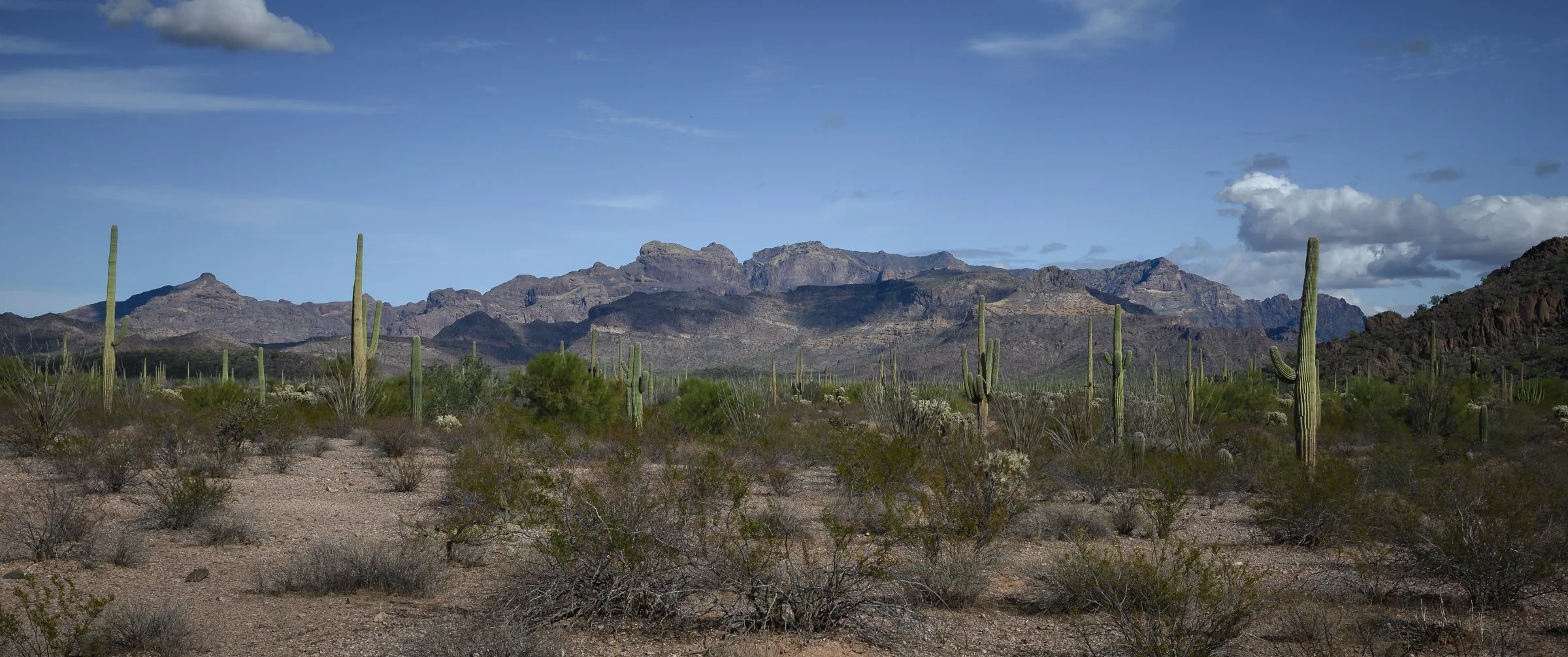 Organ Pipe Cactus National Monument, Arizona