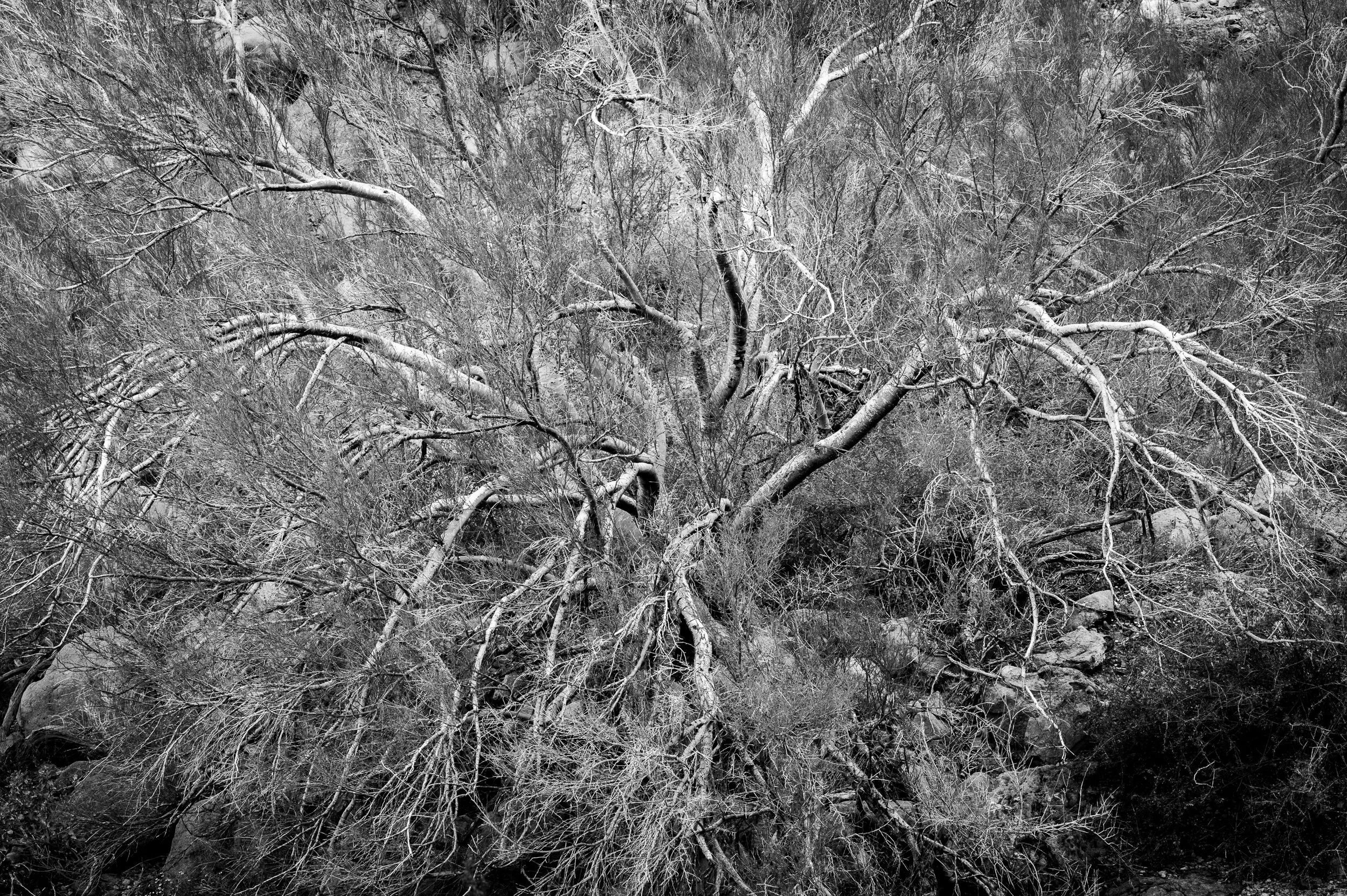 Kofa Wilderness, Arizona