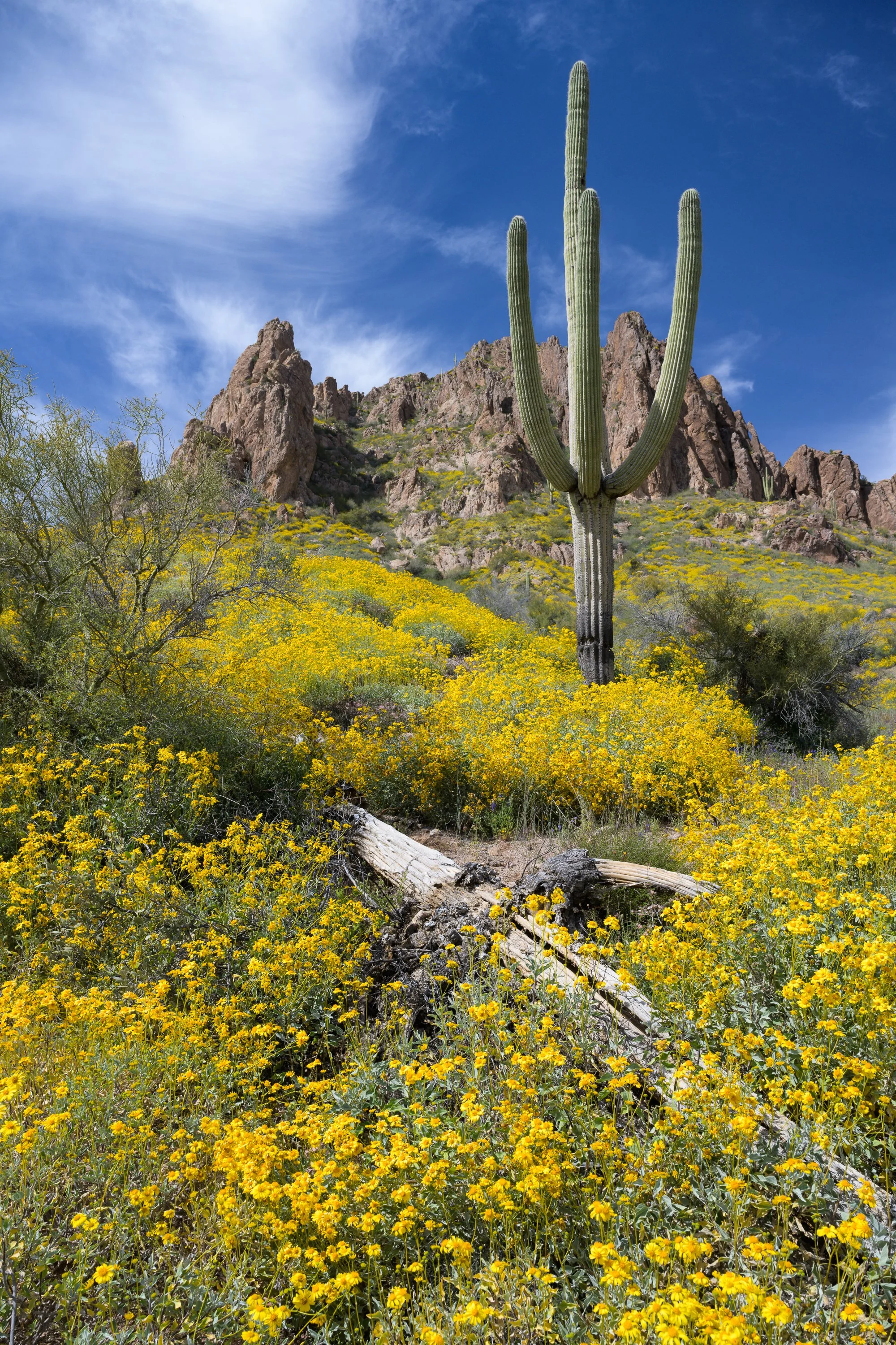 Super bloom, Superstitions Wilderness, Arizona, 2023