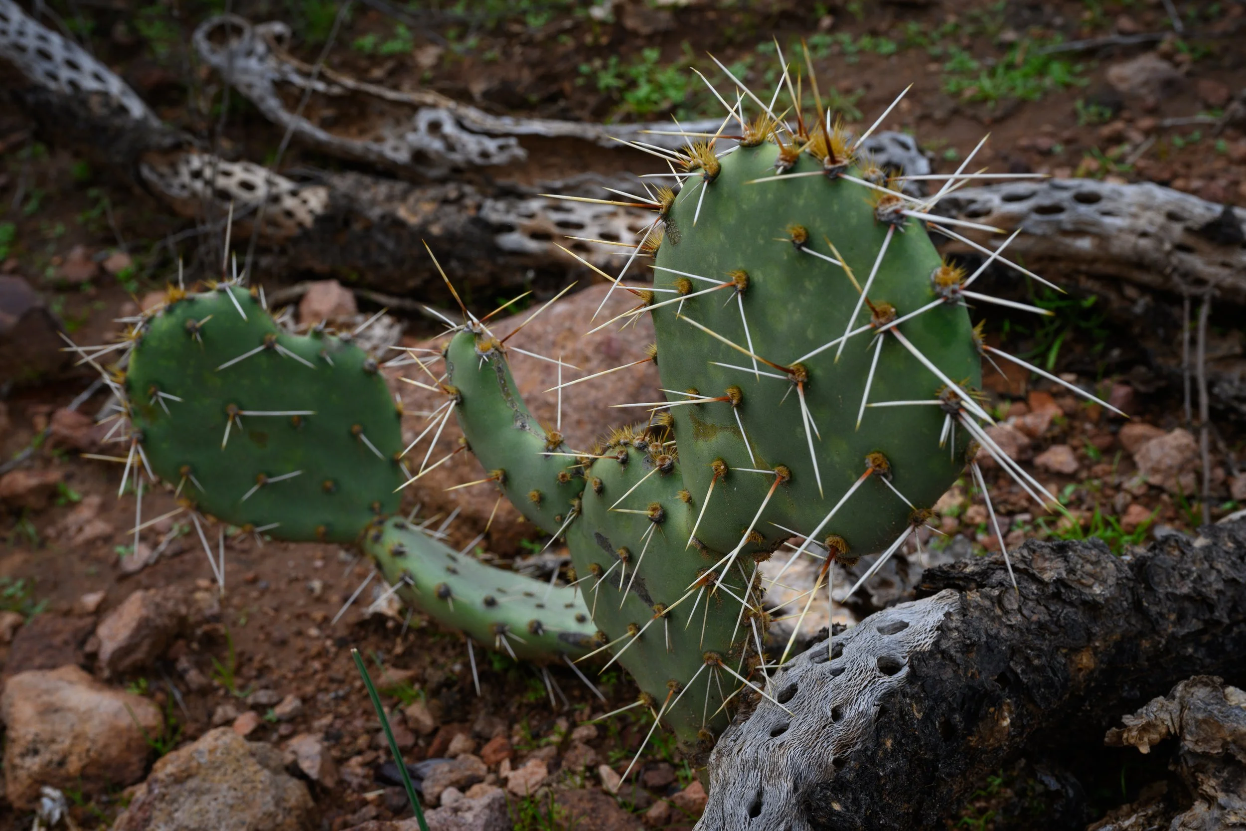 Superstition Wilderness, Arizona