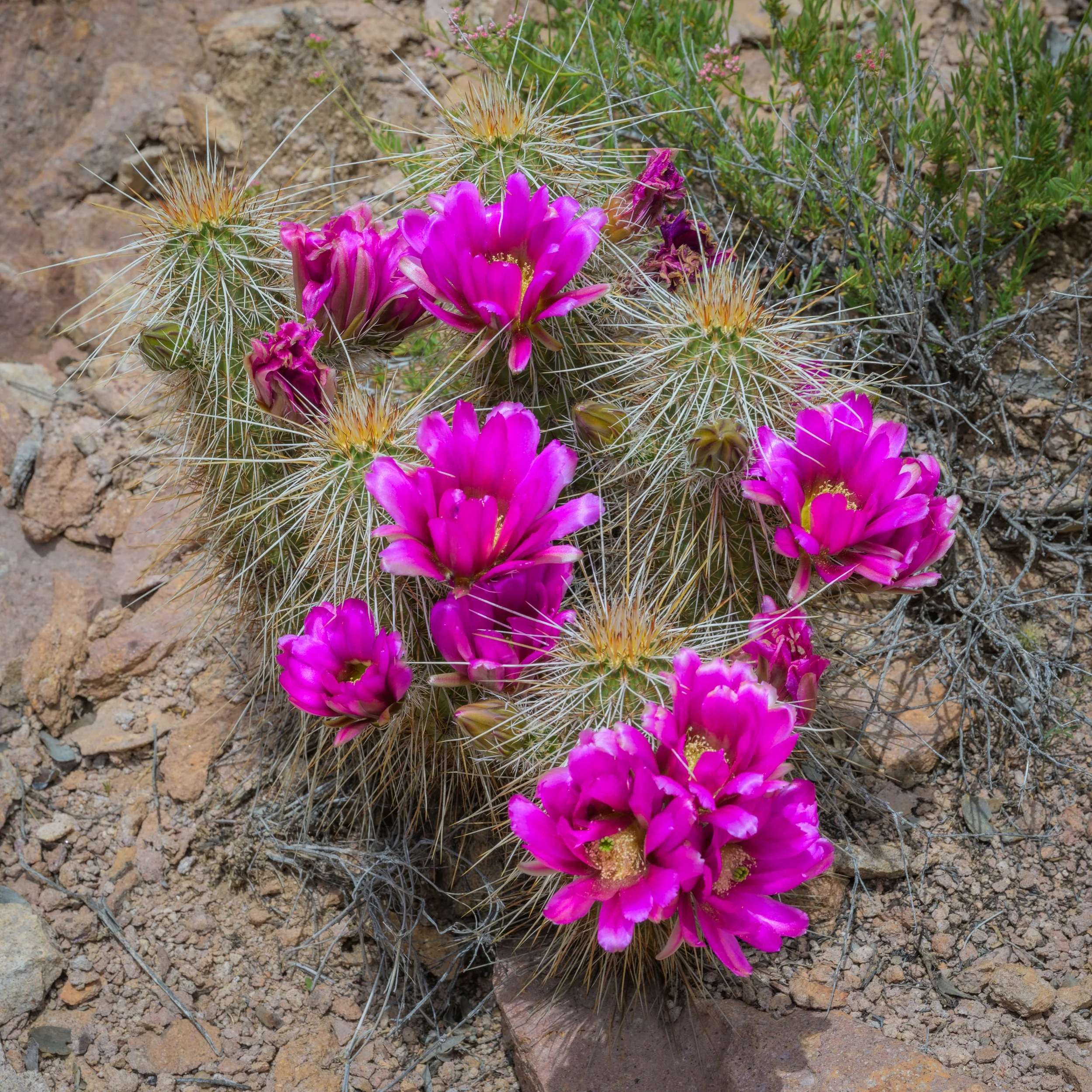 Super bloom, Superstitions Wilderness, Arizona, 2023