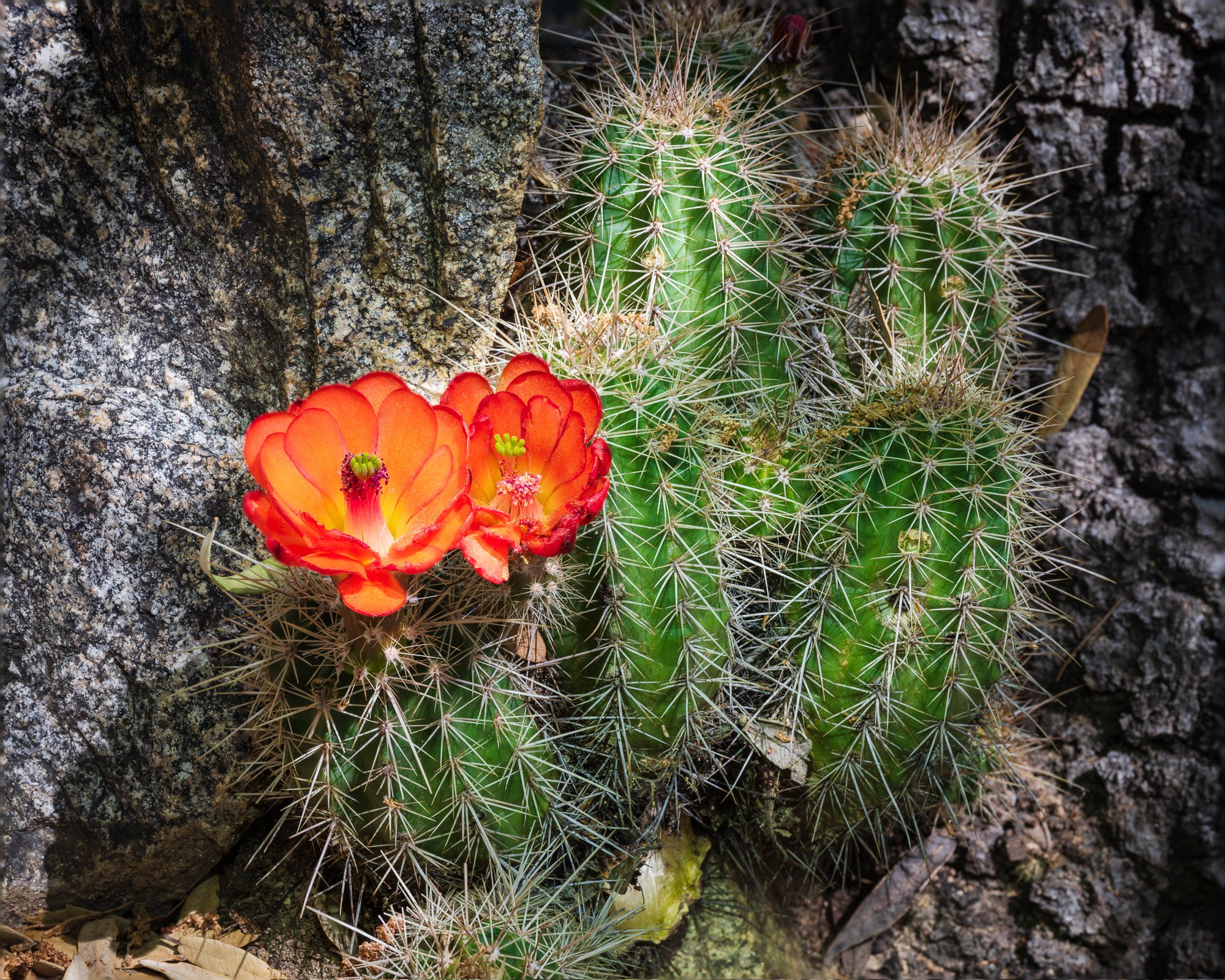 Close-up of vibrant orange cactus flowers blooming on green cactus with long white spines, growing among dark rocky terrain.