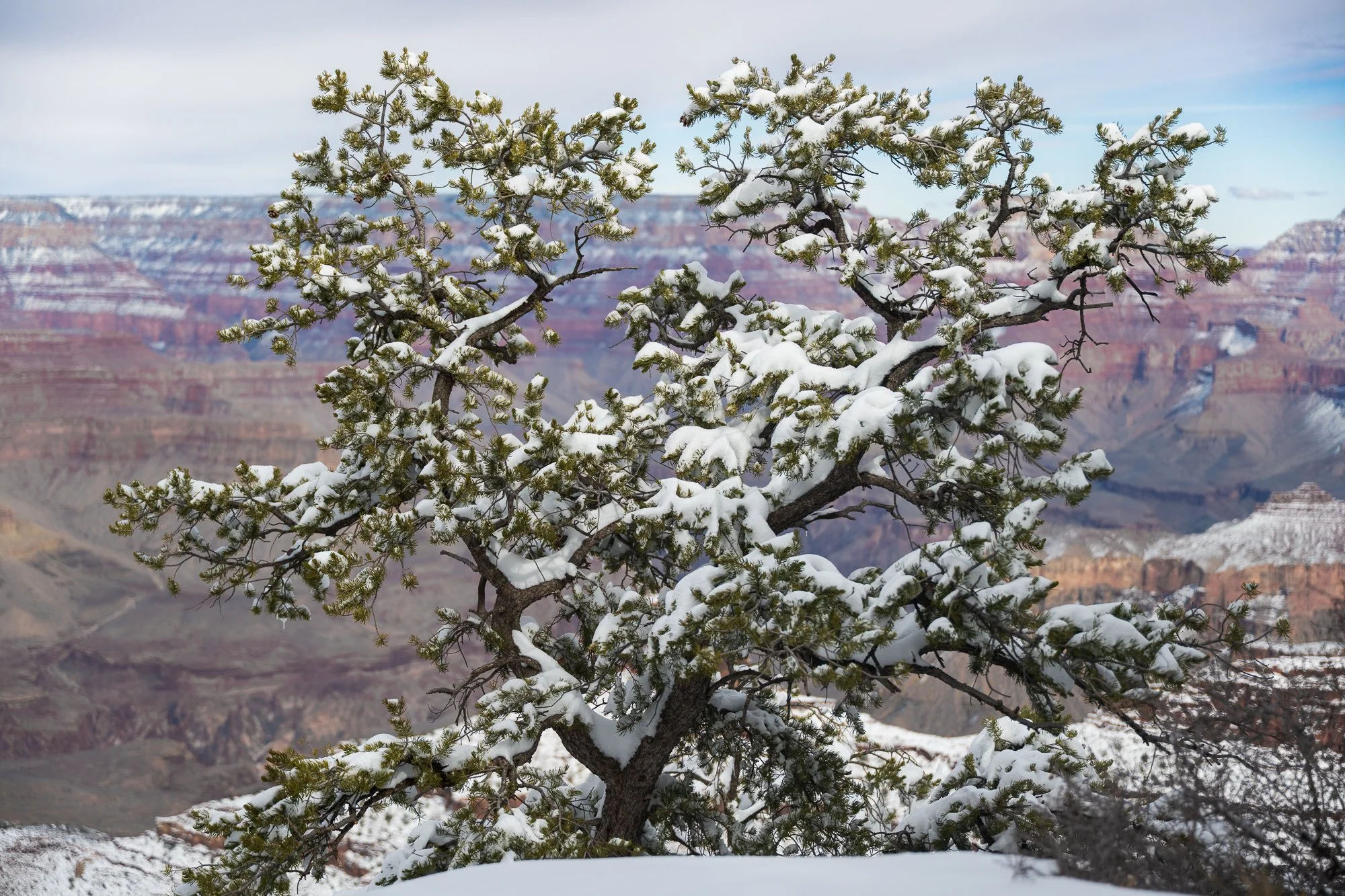 winter, snow, Grand Canyon National Park, Arizona