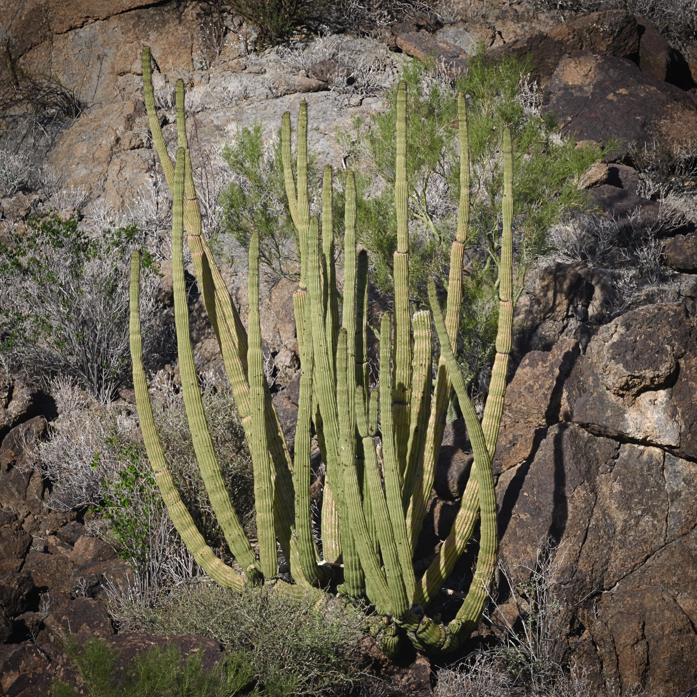 Organ Pipe Cactus National Monument, Arizona