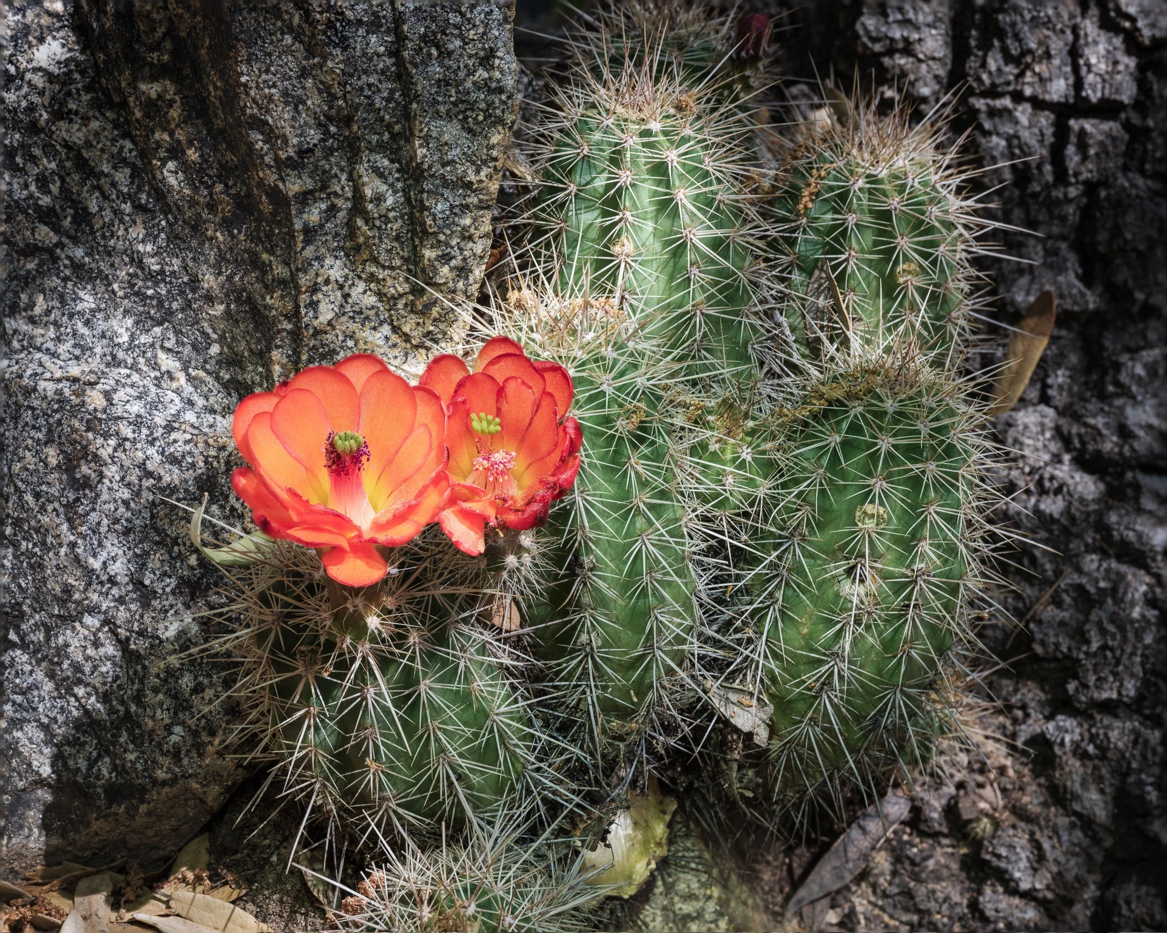 Madera Canyon, Arizona