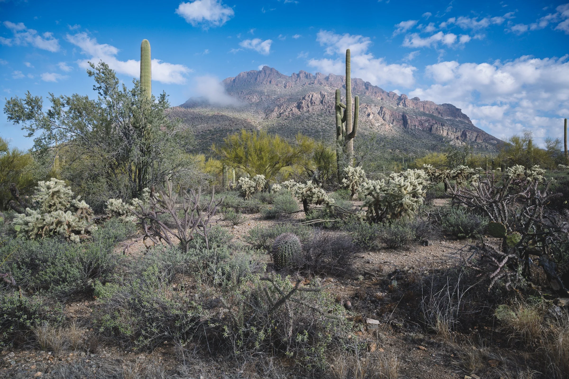 Tucson Mountain Park, Arizona