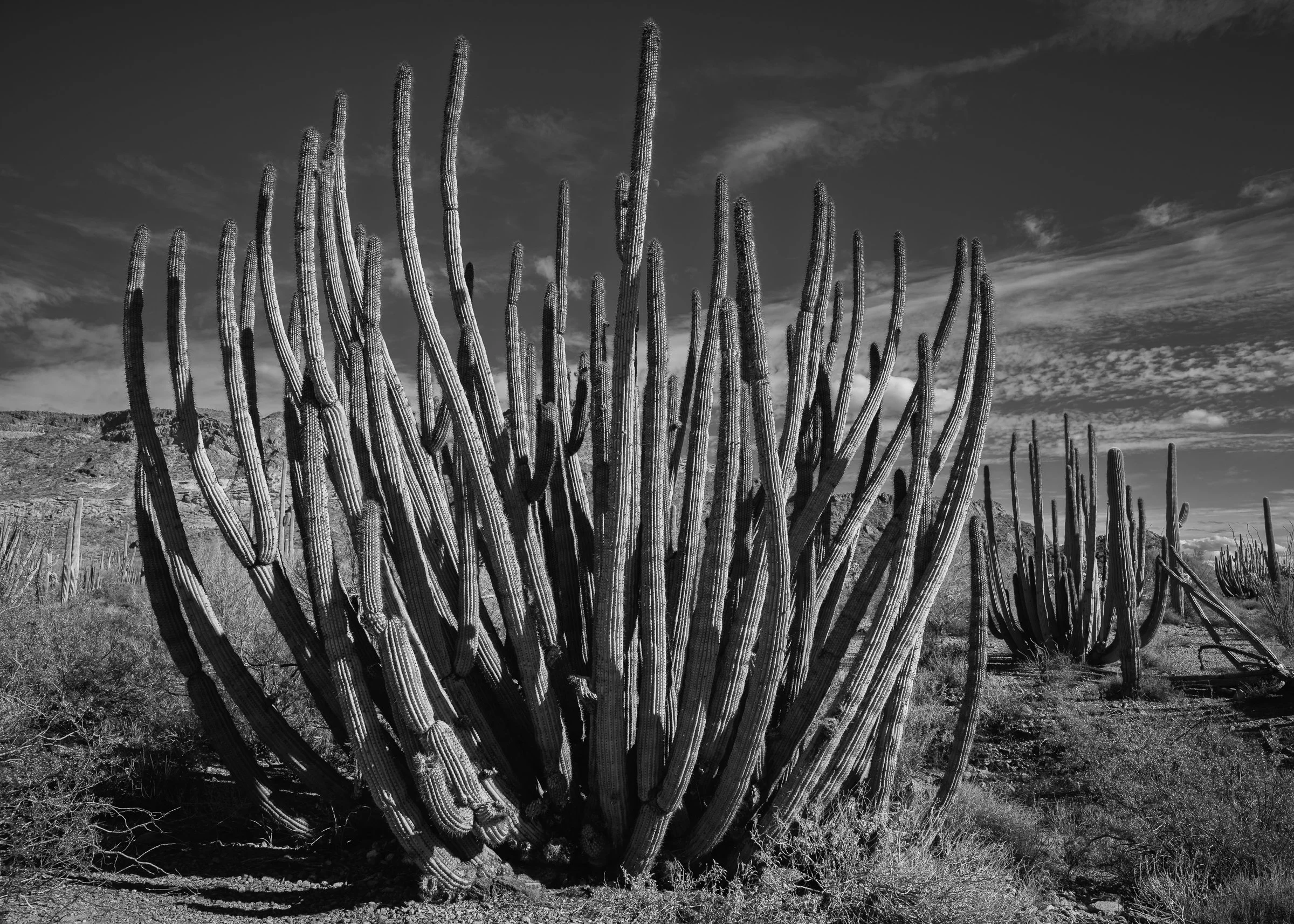 Organ Pipe Cactus National Monument, Arizona