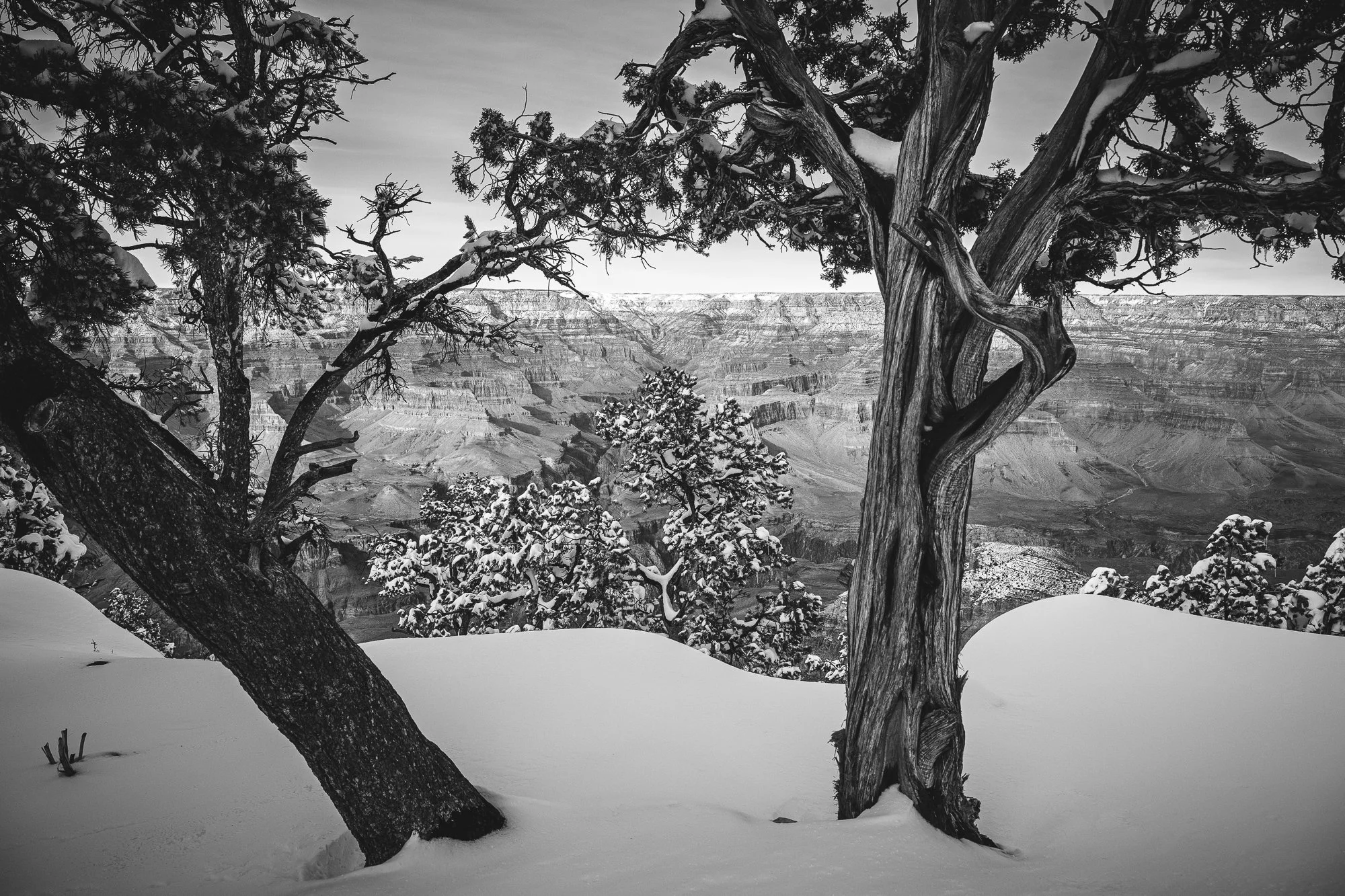tree, winter, snow, Grand Canyon National Park, Arizona