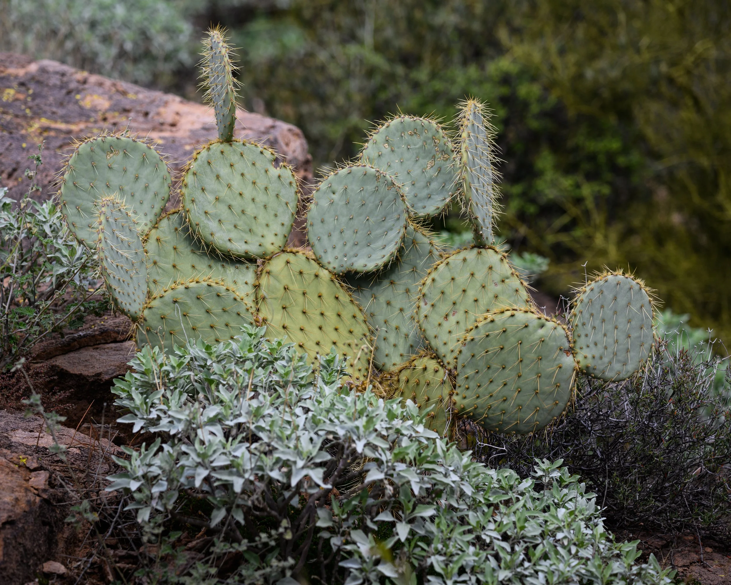 Prickly Pear Cactus, Superstition Wilderness, Arizona