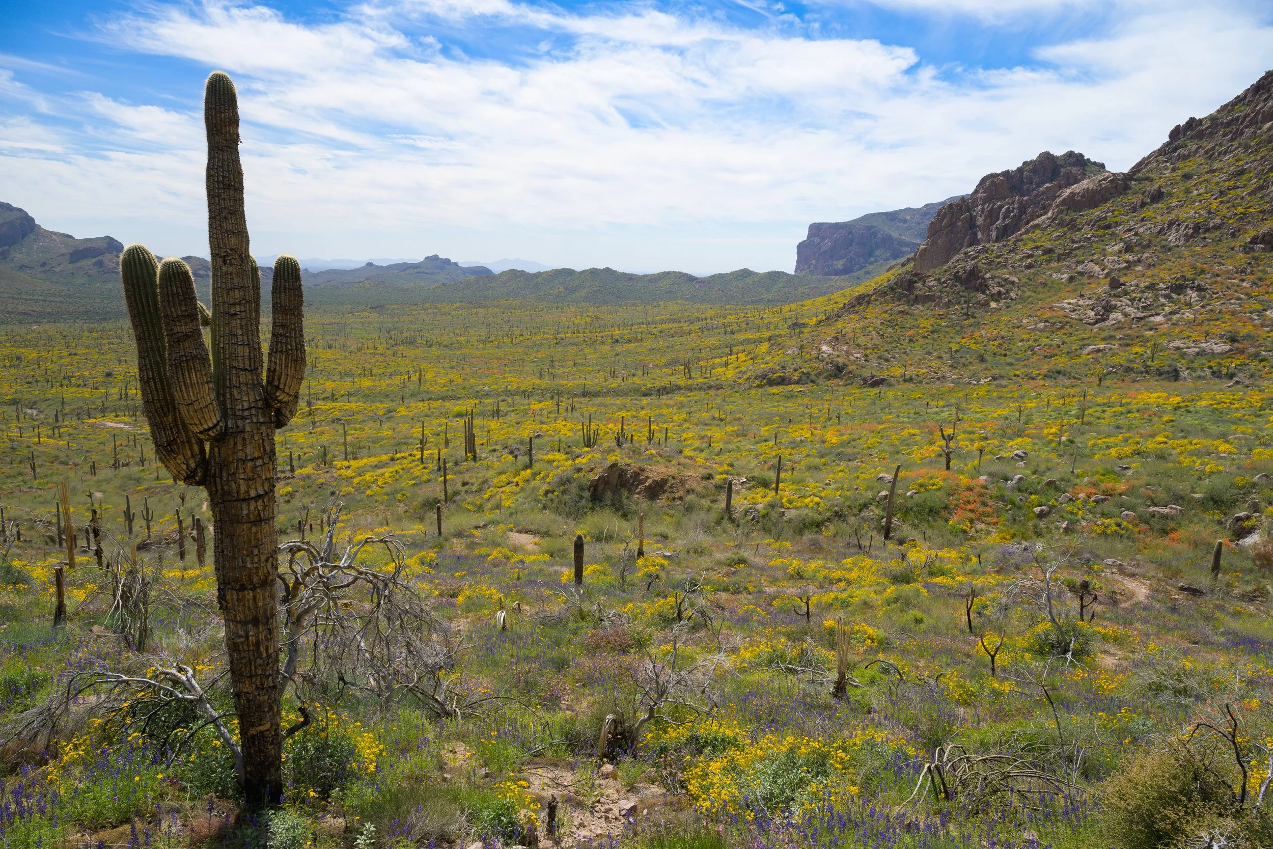 Super bloom, Superstitions Wilderness, Arizona, 2023