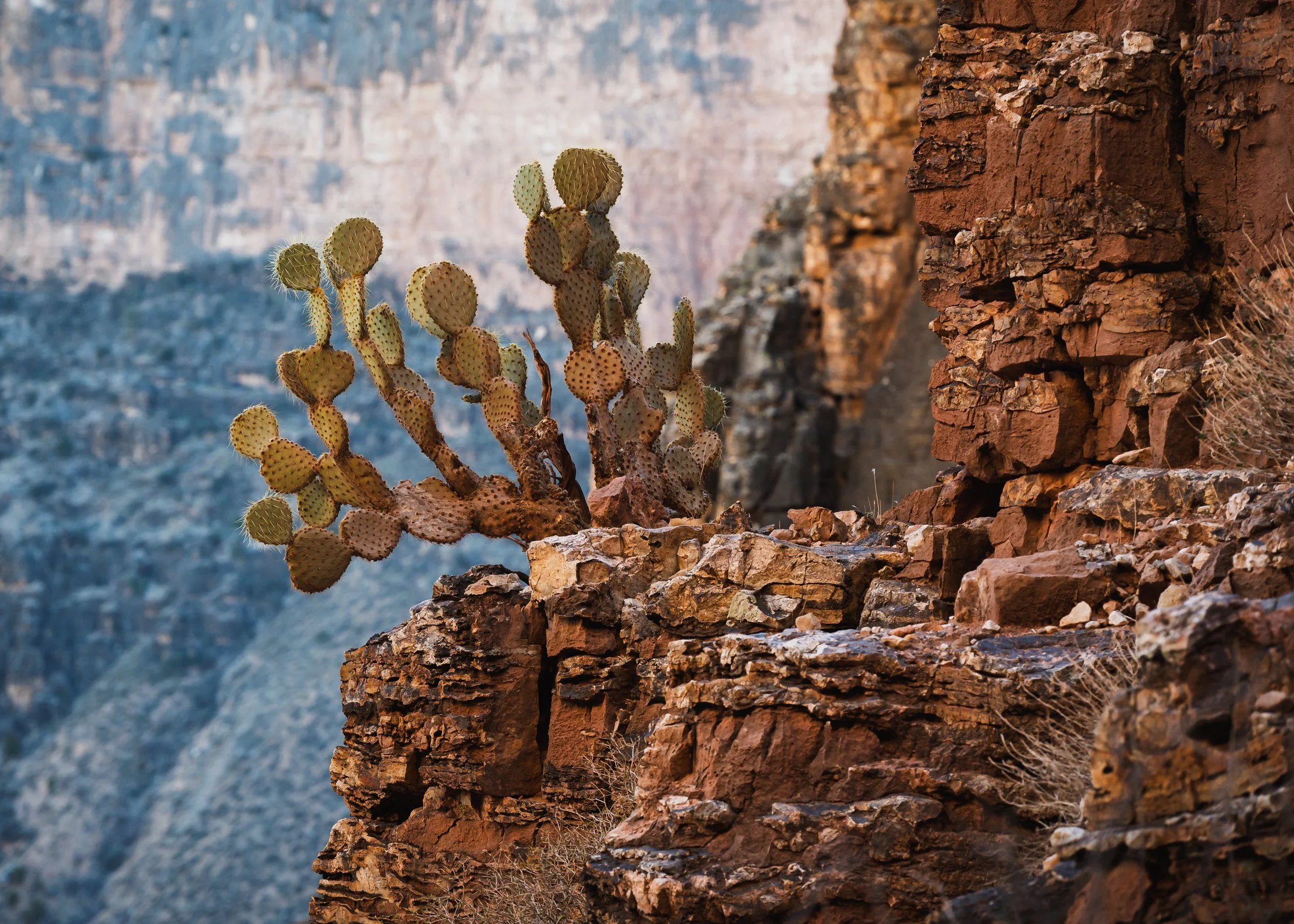 Grand Canyon National Park, Arizona, Prickly Pear Cactus on the South Kaibab Trail, January, 2026