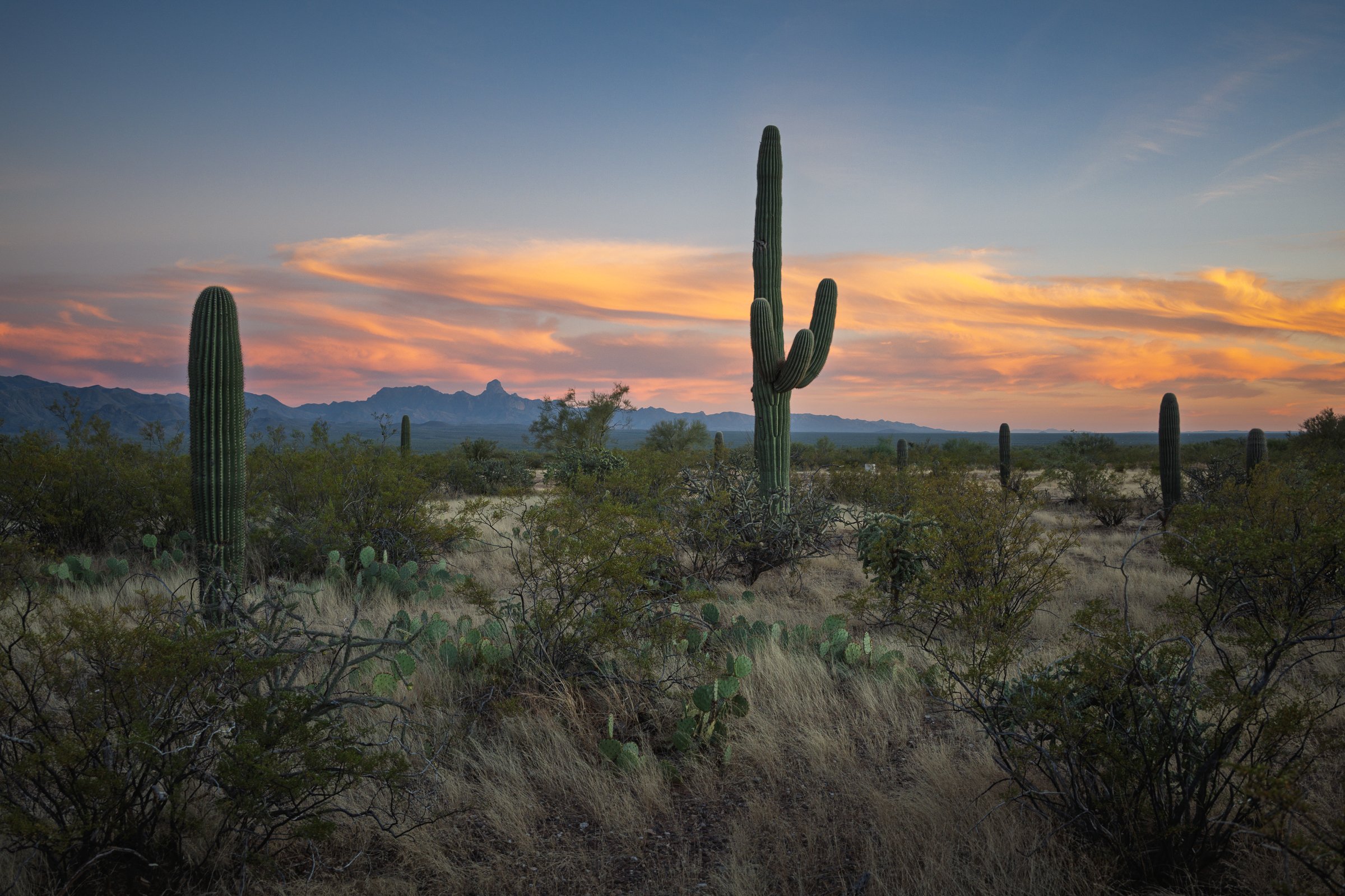 Tucson Mountain Park, Arizona
