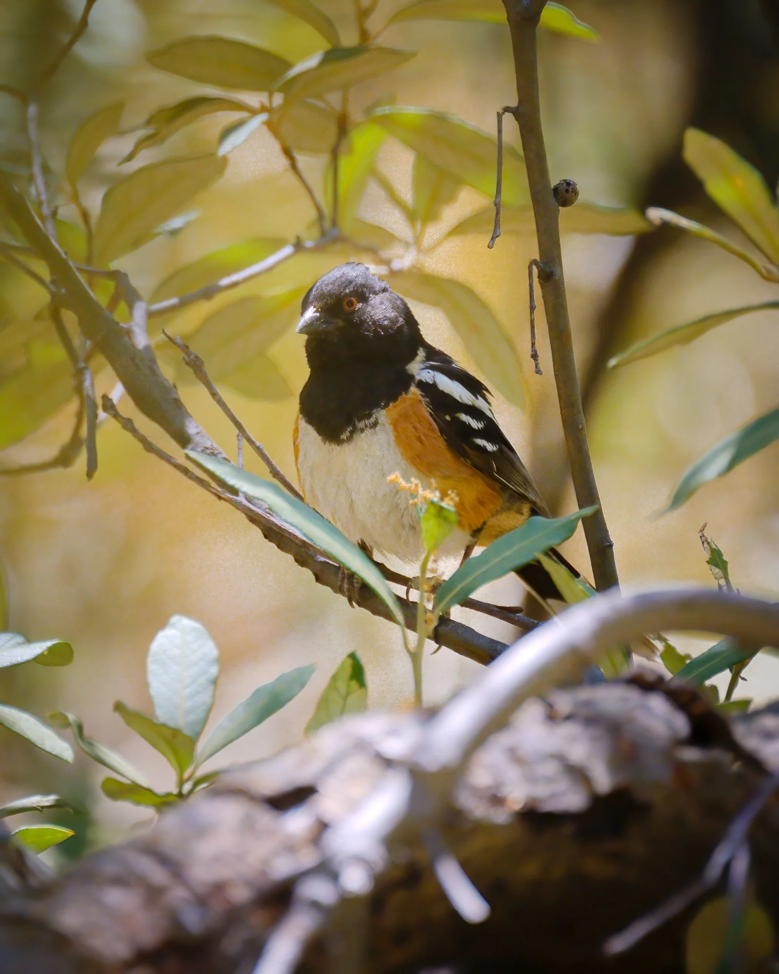 Towhee.jpg