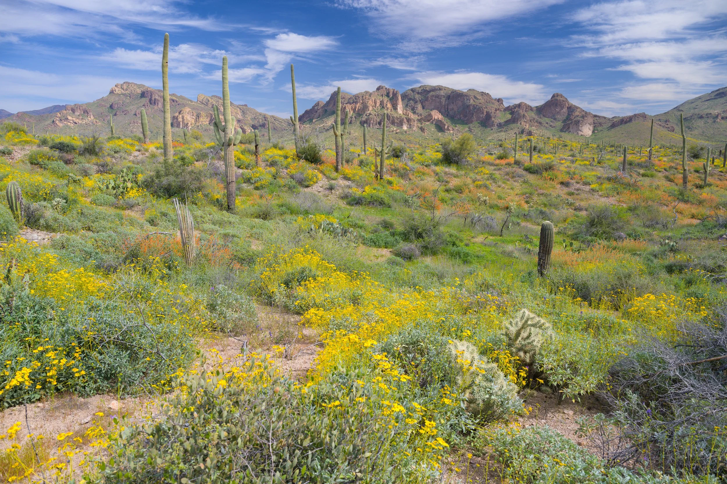 Super bloom, Superstitions Wilderness, Arizona, 2023