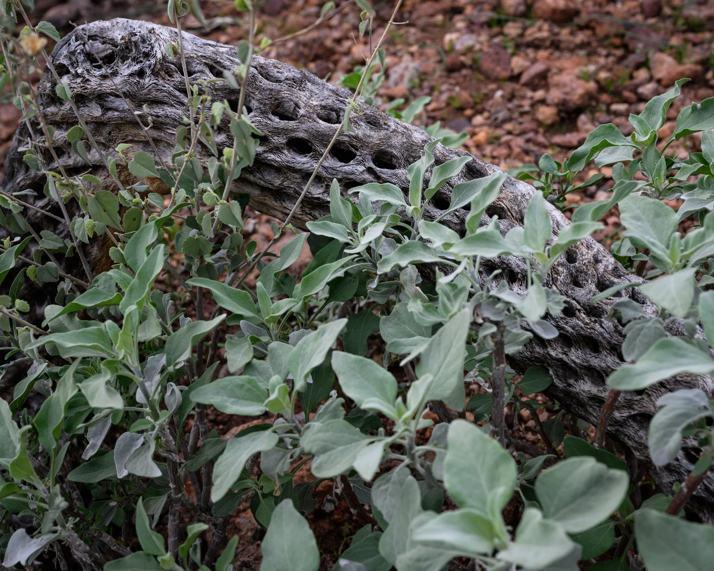 Superstition Wilderness, Arizona