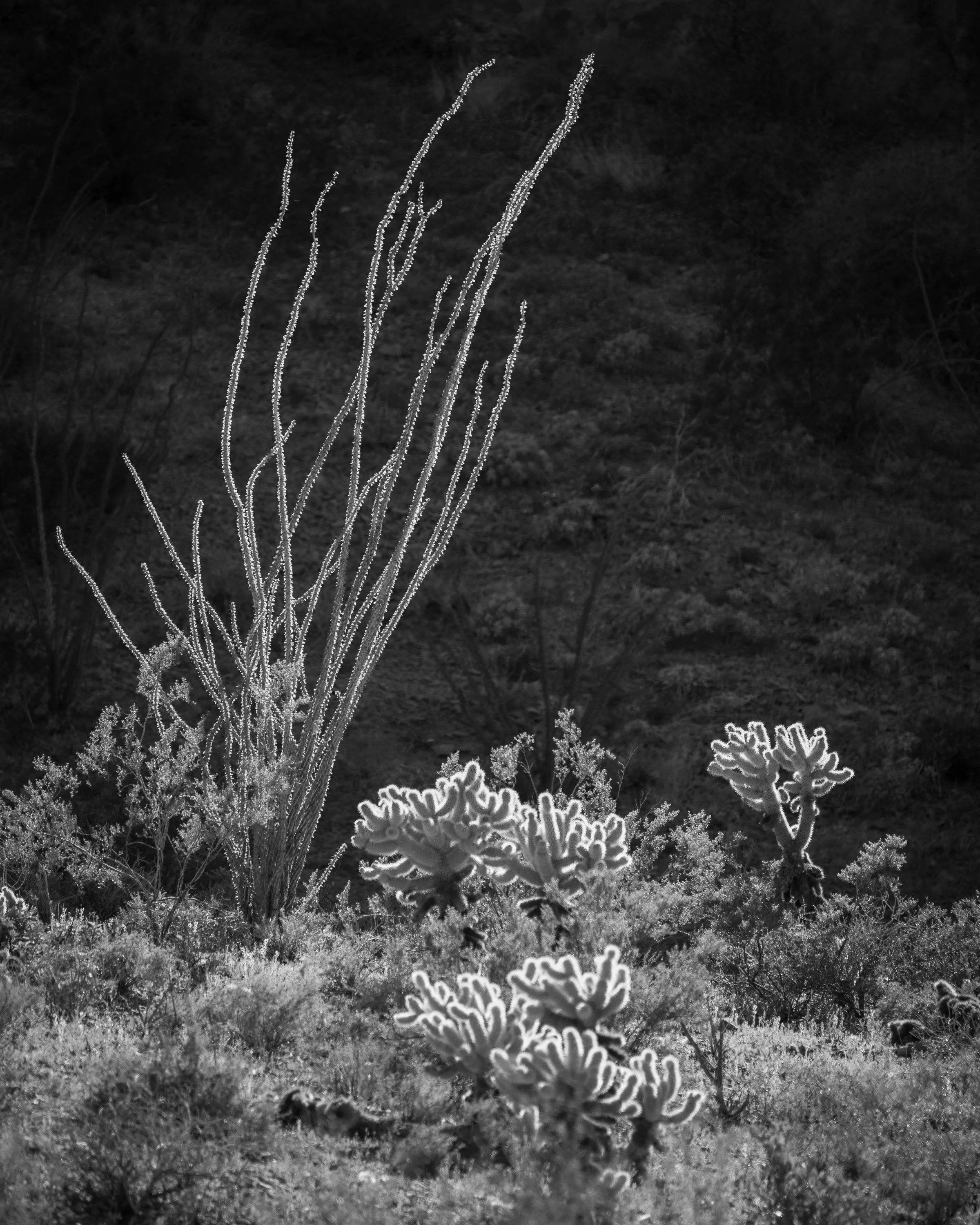 Kofa Wilderness, Arizona