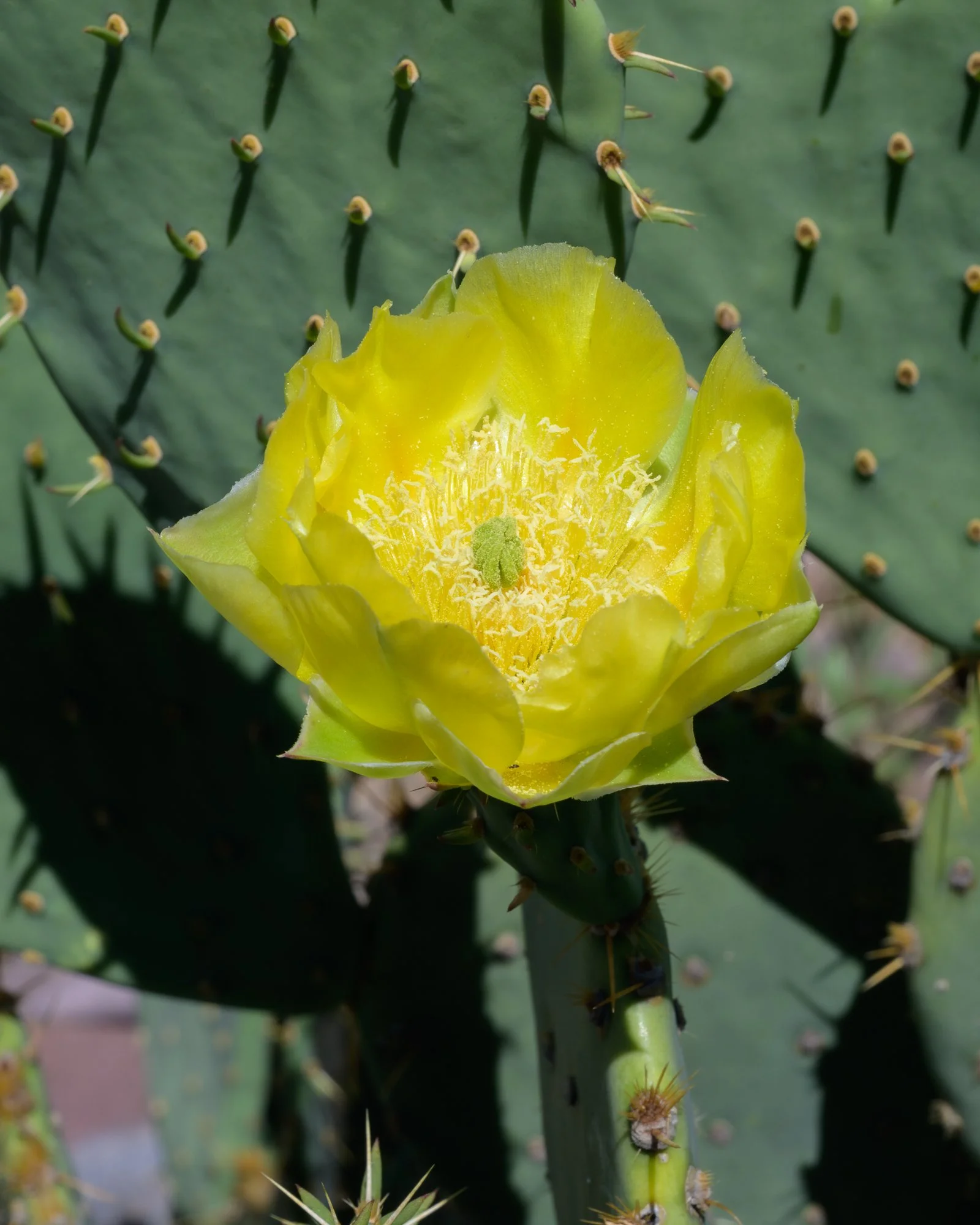 A blooming yellow cactus flower on a green prickly pear cactus.
