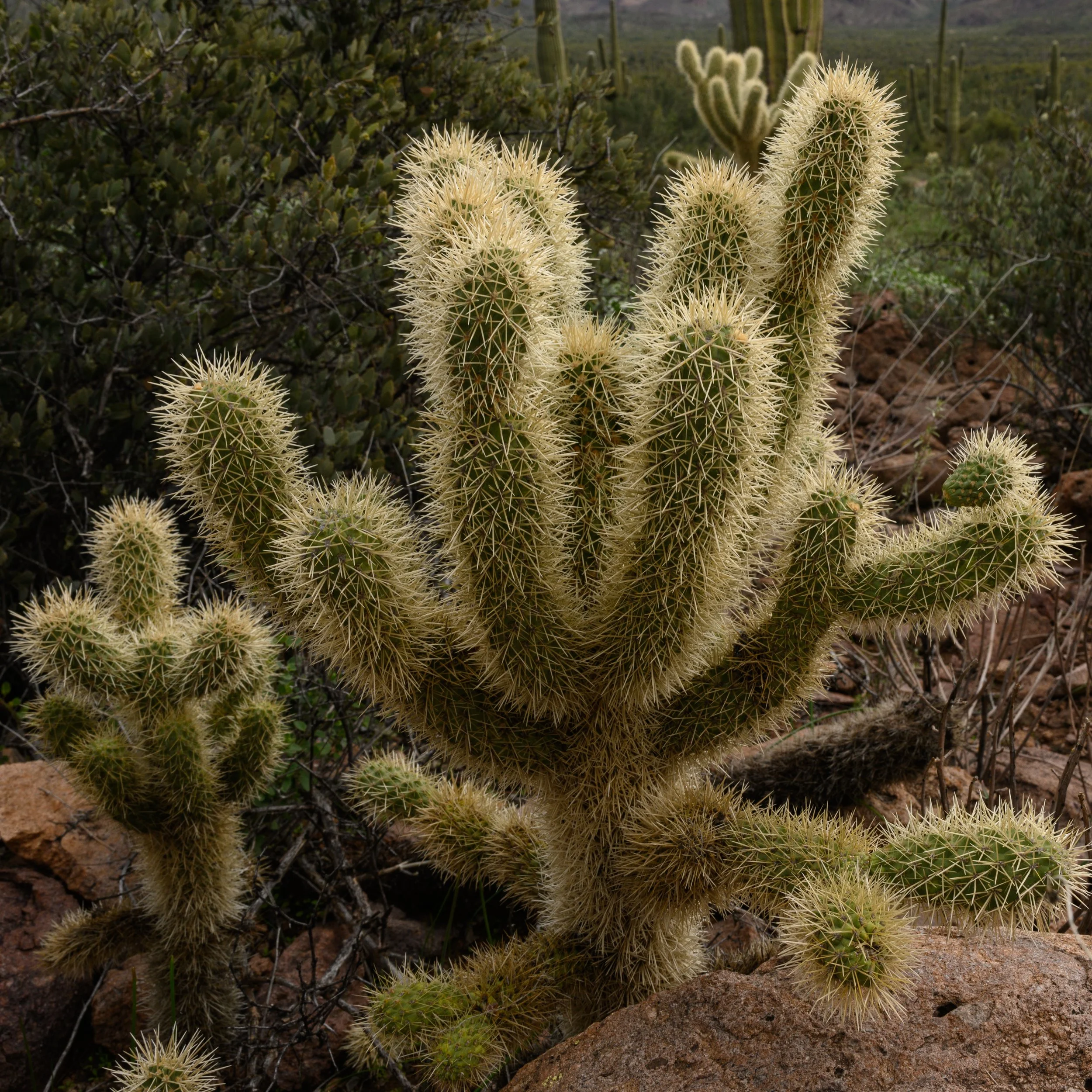 Superstition Wilderness, Arizona