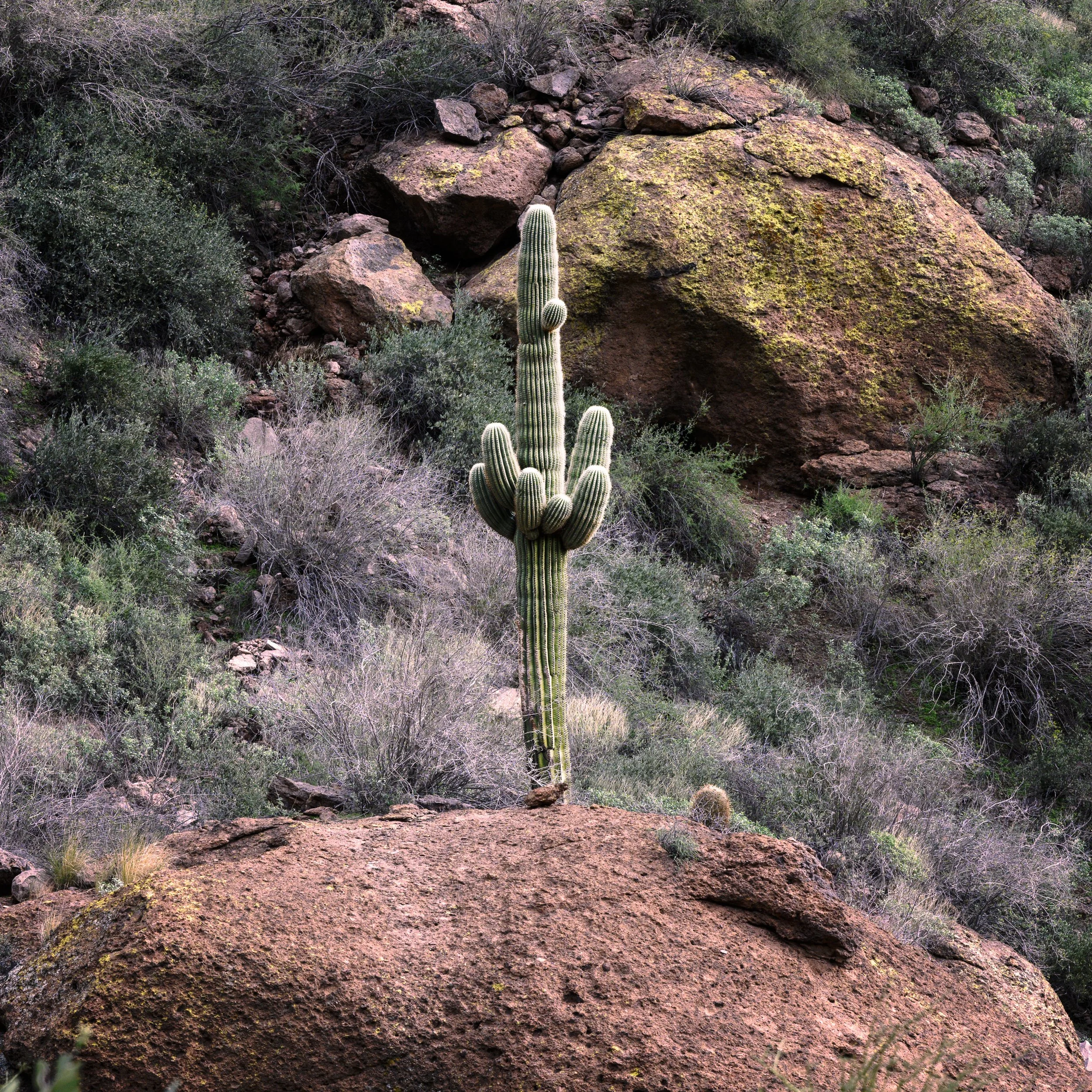 Superstition Wilderness, Arizona