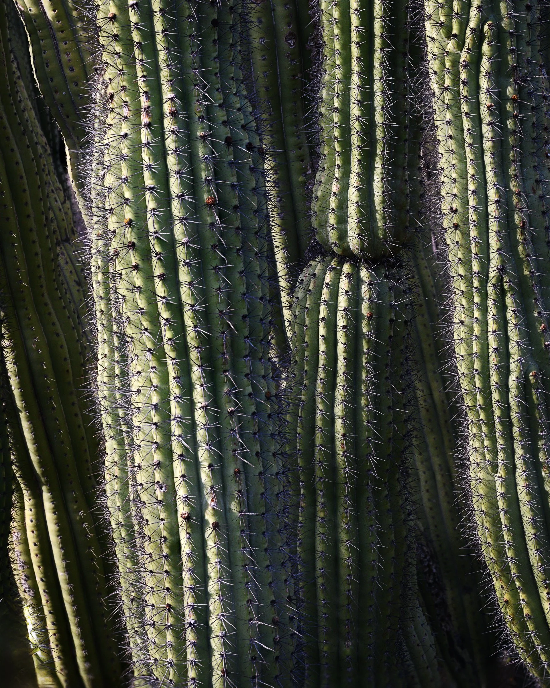Organ Pipe Cactus National Monument, Arizona