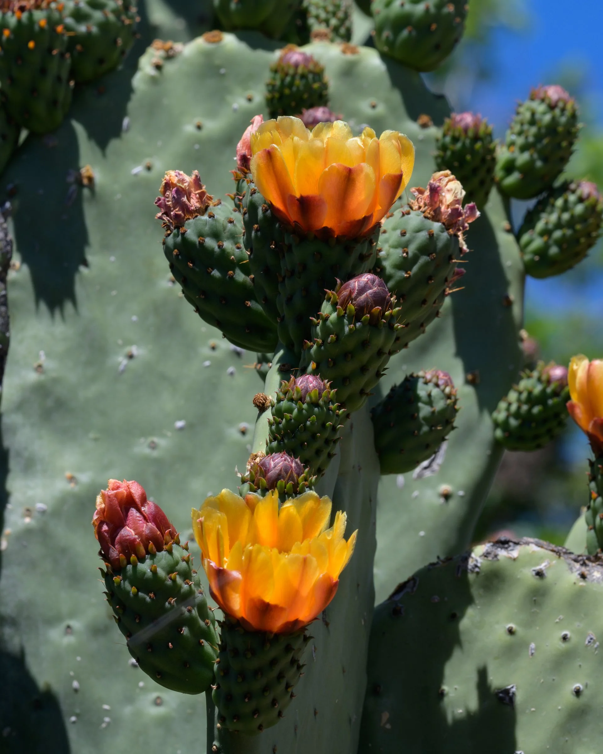 Sonoran Desert, Arizona