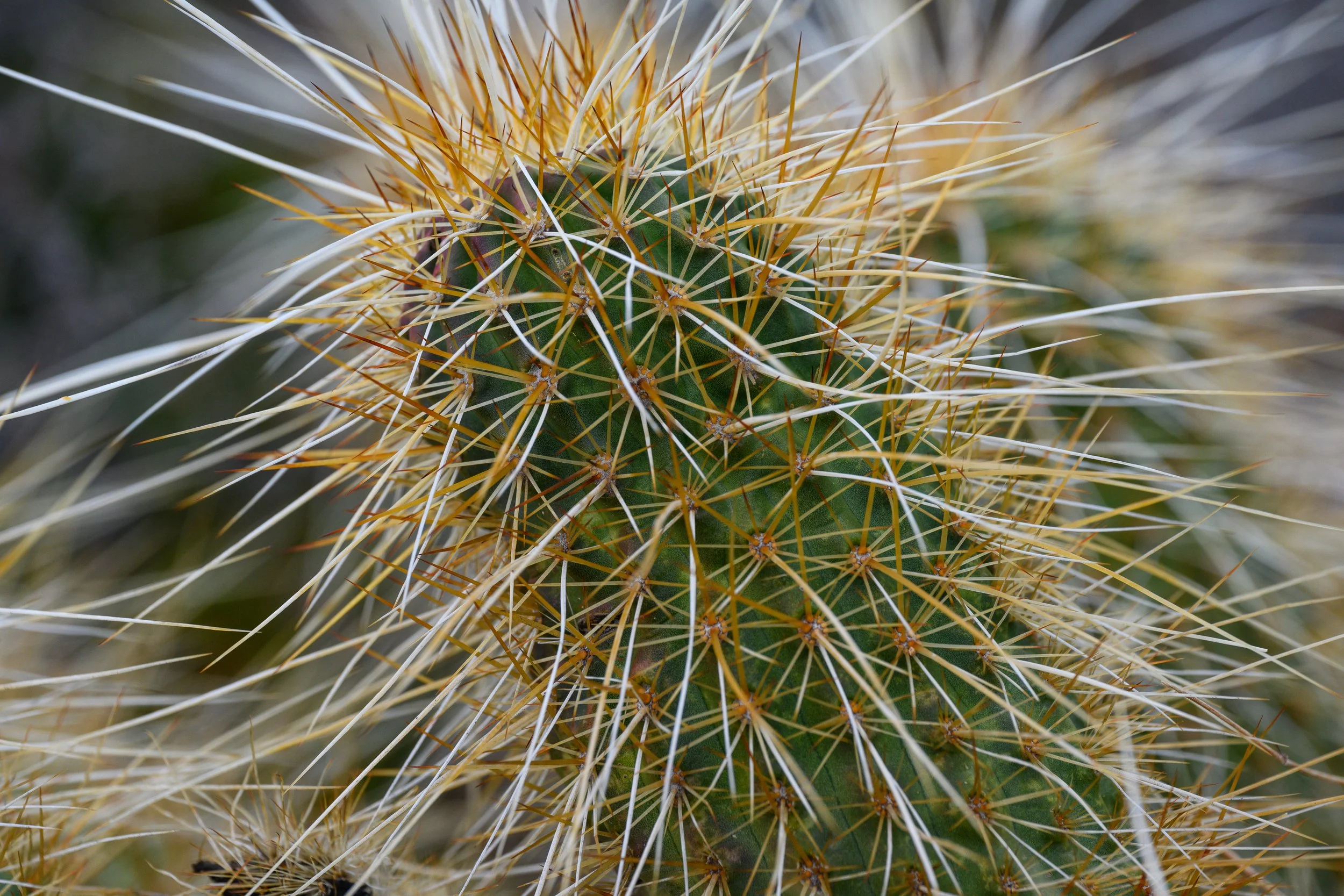 Superstition Wilderness, Arizona