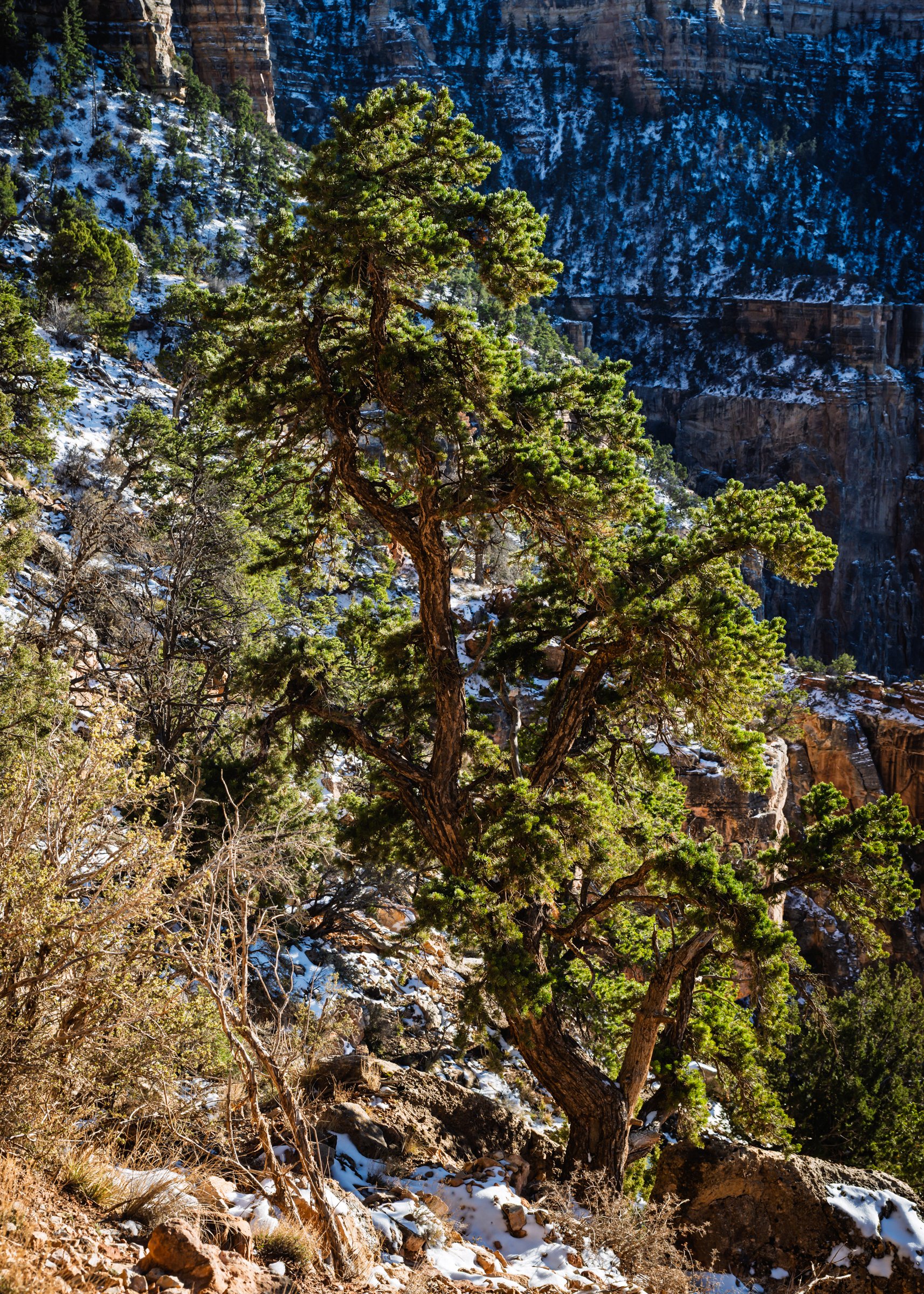 Grand Canyon National Park, Arizona, South Kaibab Trail, January, 2026