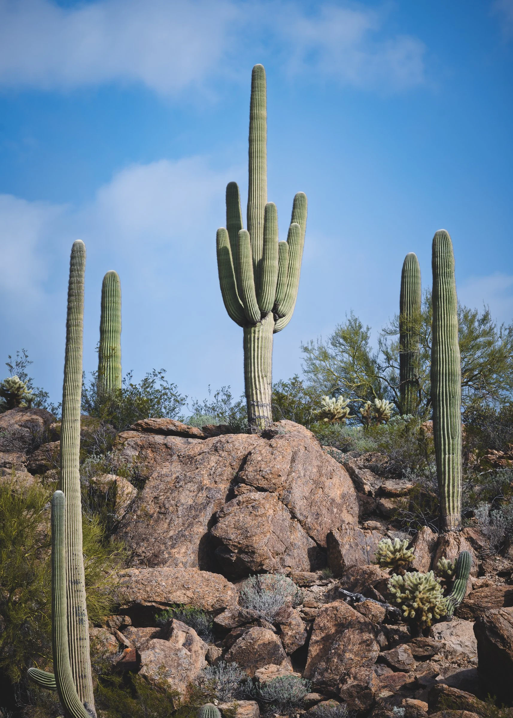 Tucson Mountain Park, Arizona
