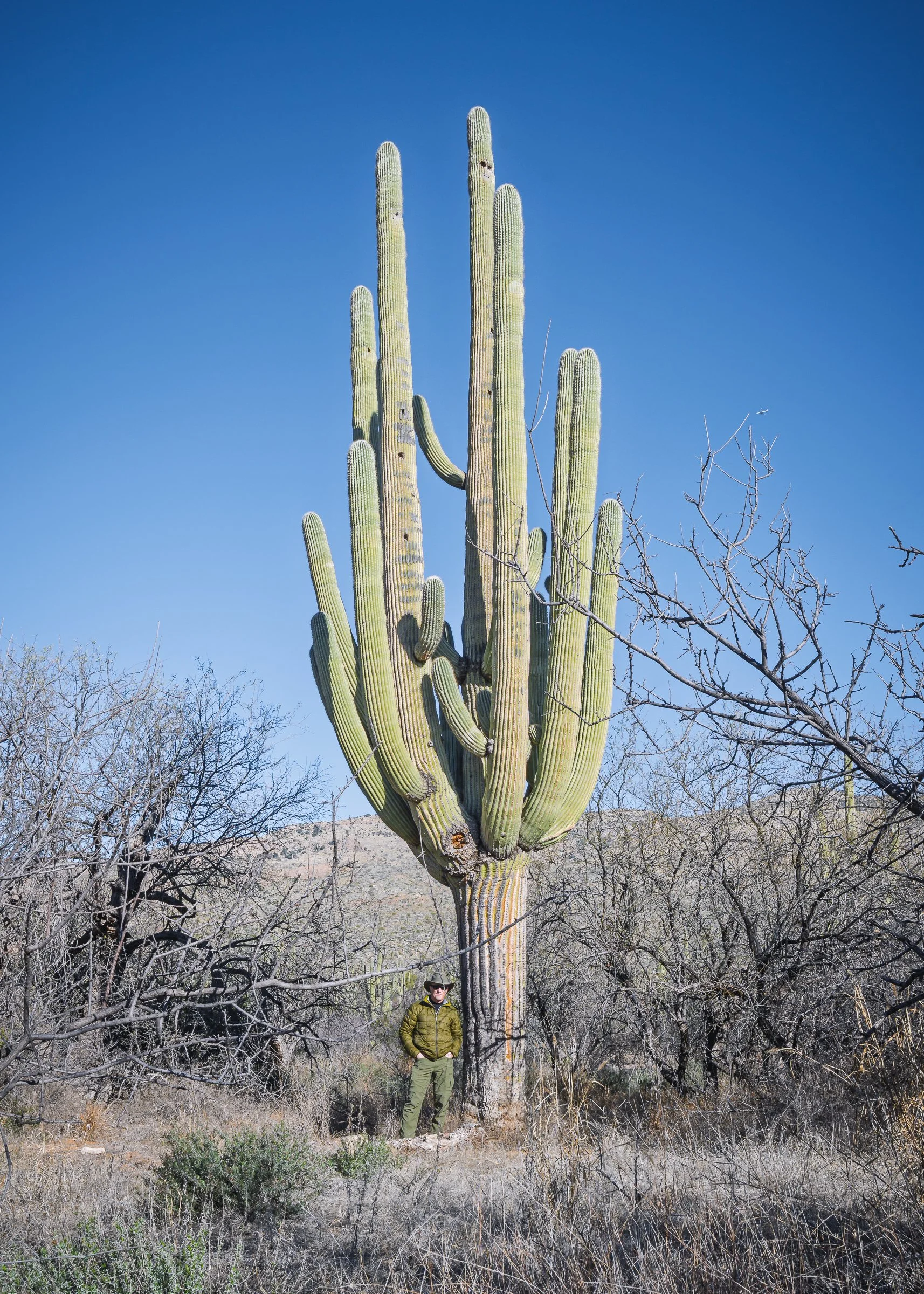 Saguaro National Park, Arizona