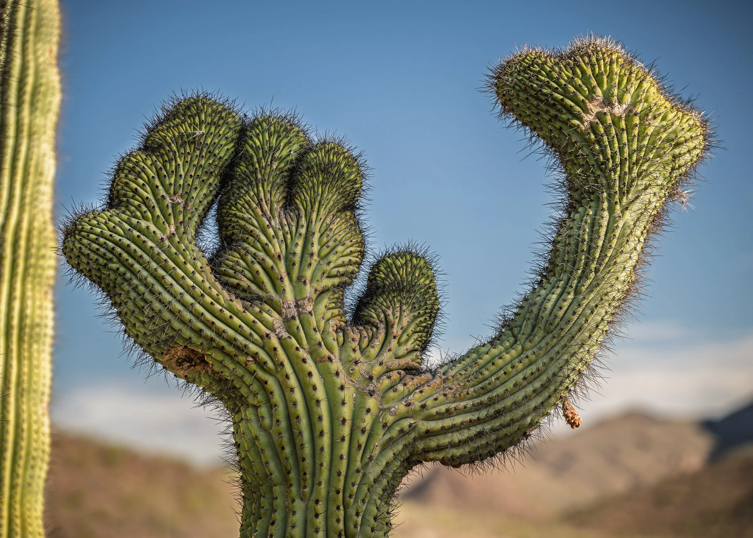 Organ Pipe Cactus National Monument, Arizona