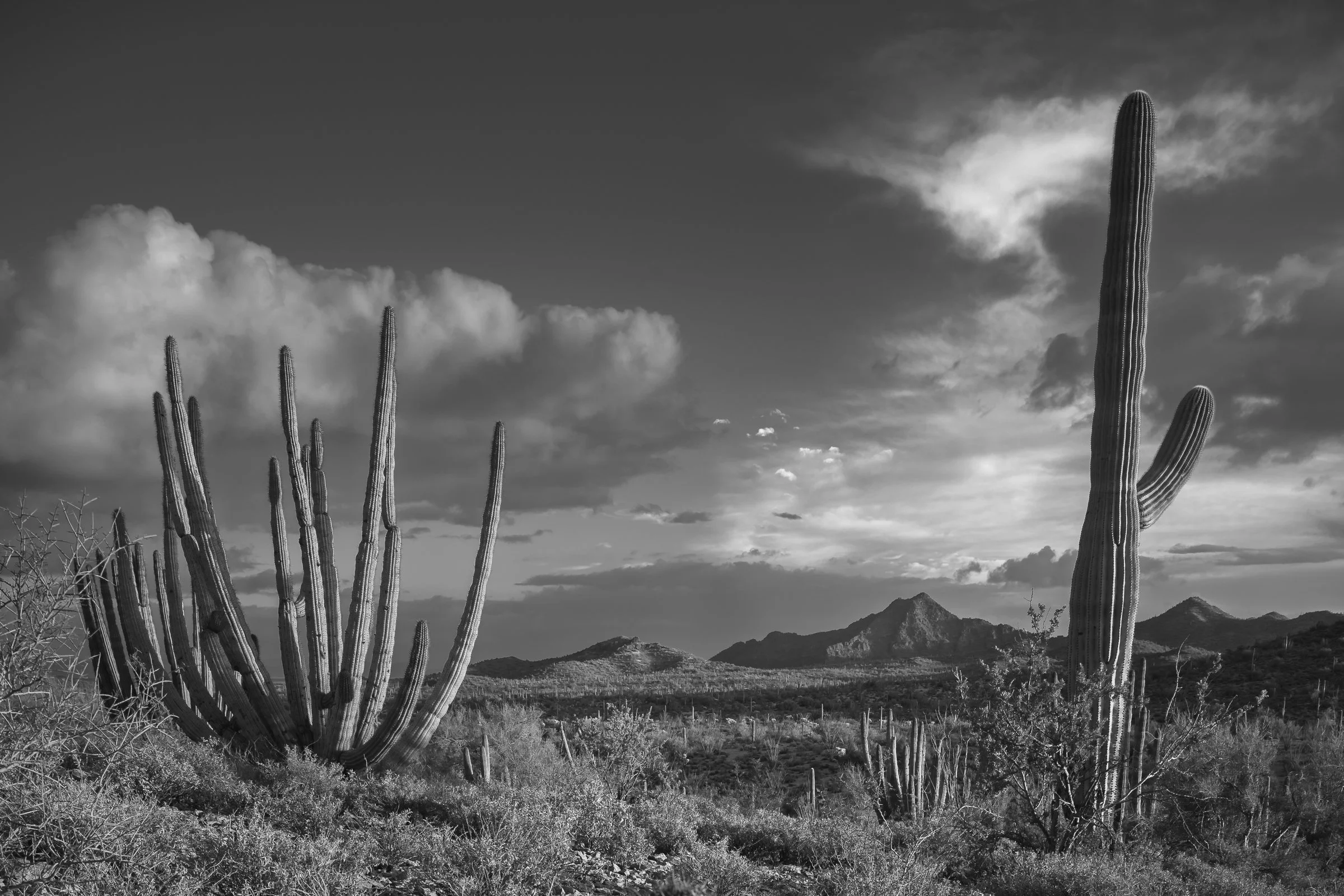 Organ Pipe Cactus National Monument, Arizona