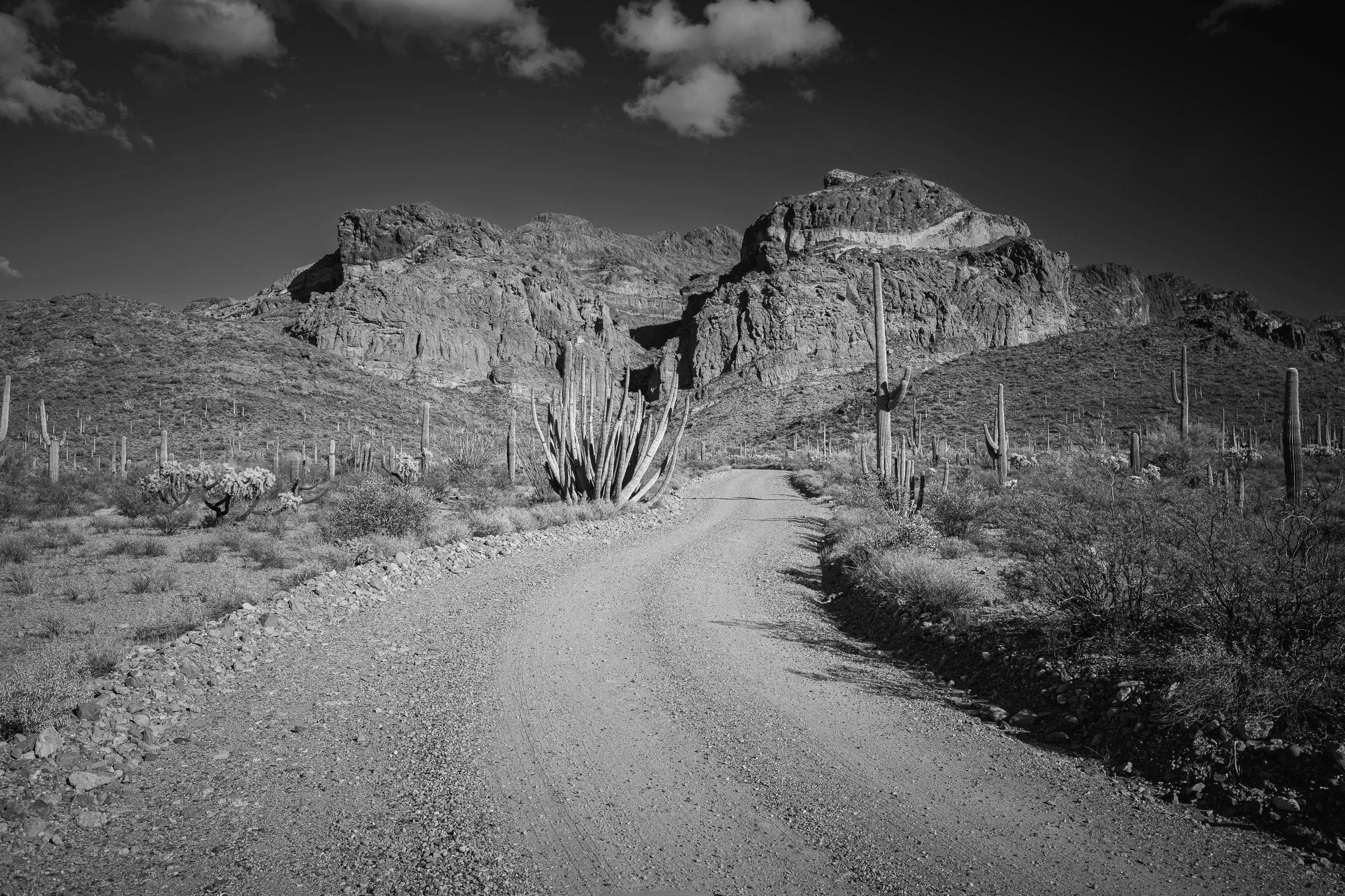 Organ Pipe Cactus National Monument, Arizona