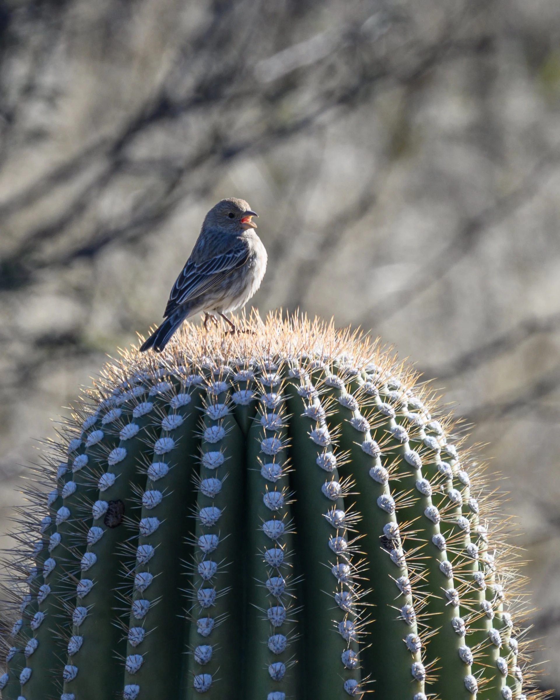 Saguaro National Park, Arizona