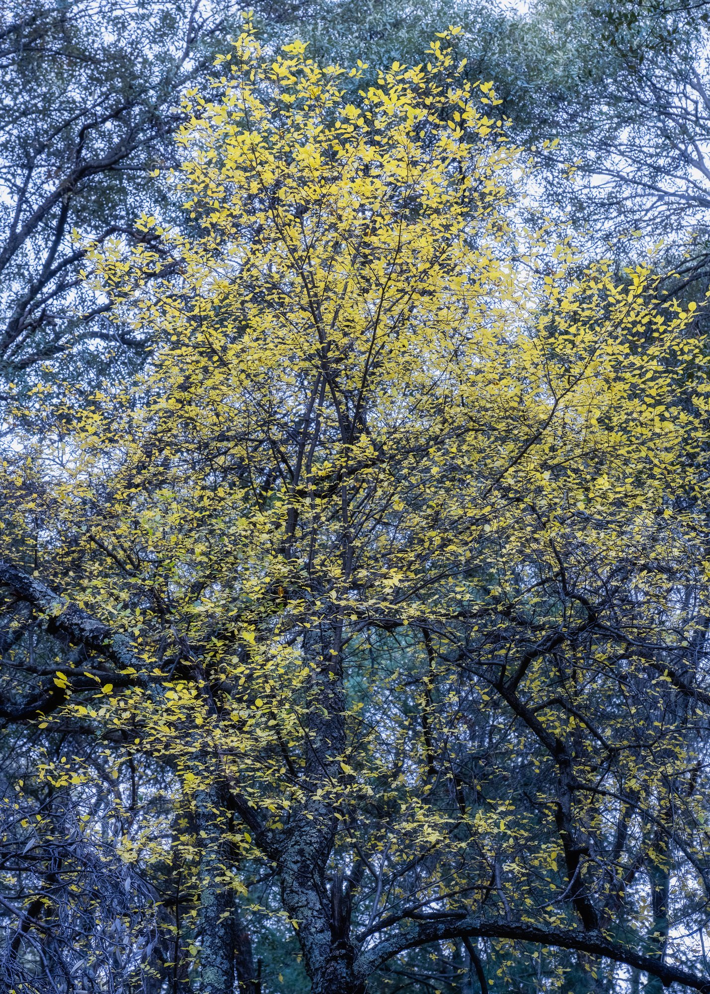 A tall tree with yellow leaves amid other trees with darker green foliage in a forest.