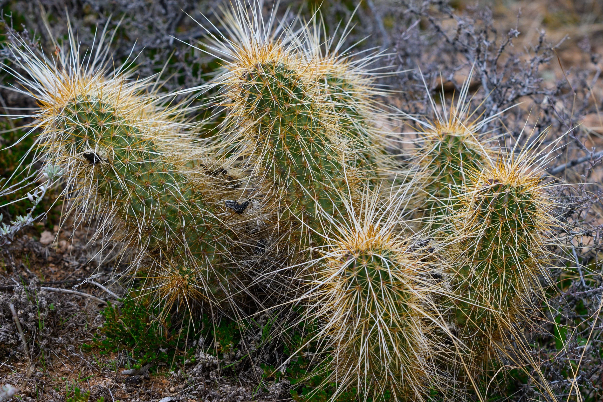 Superstition Wilderness, Arizona