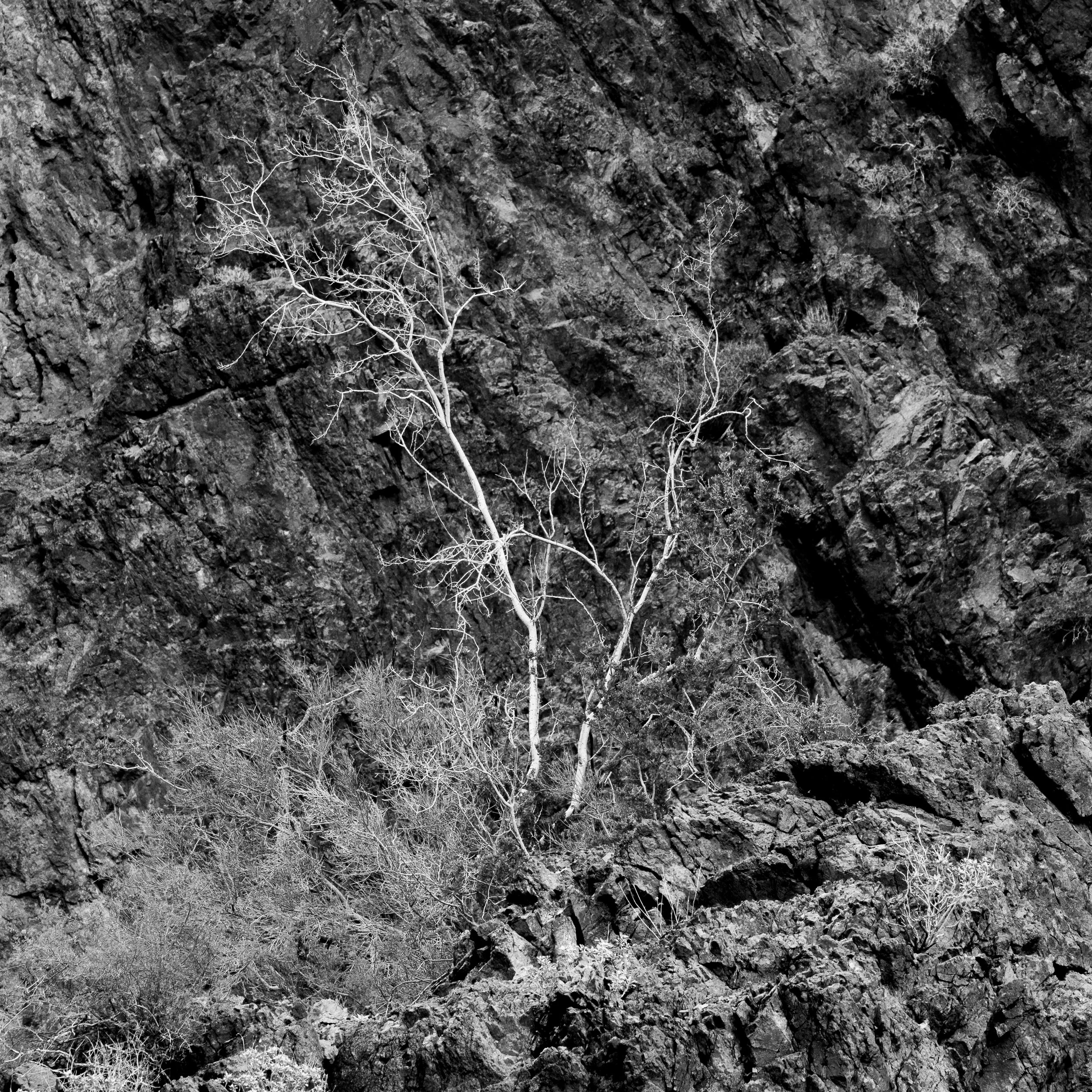Kofa Wilderness, Arizona