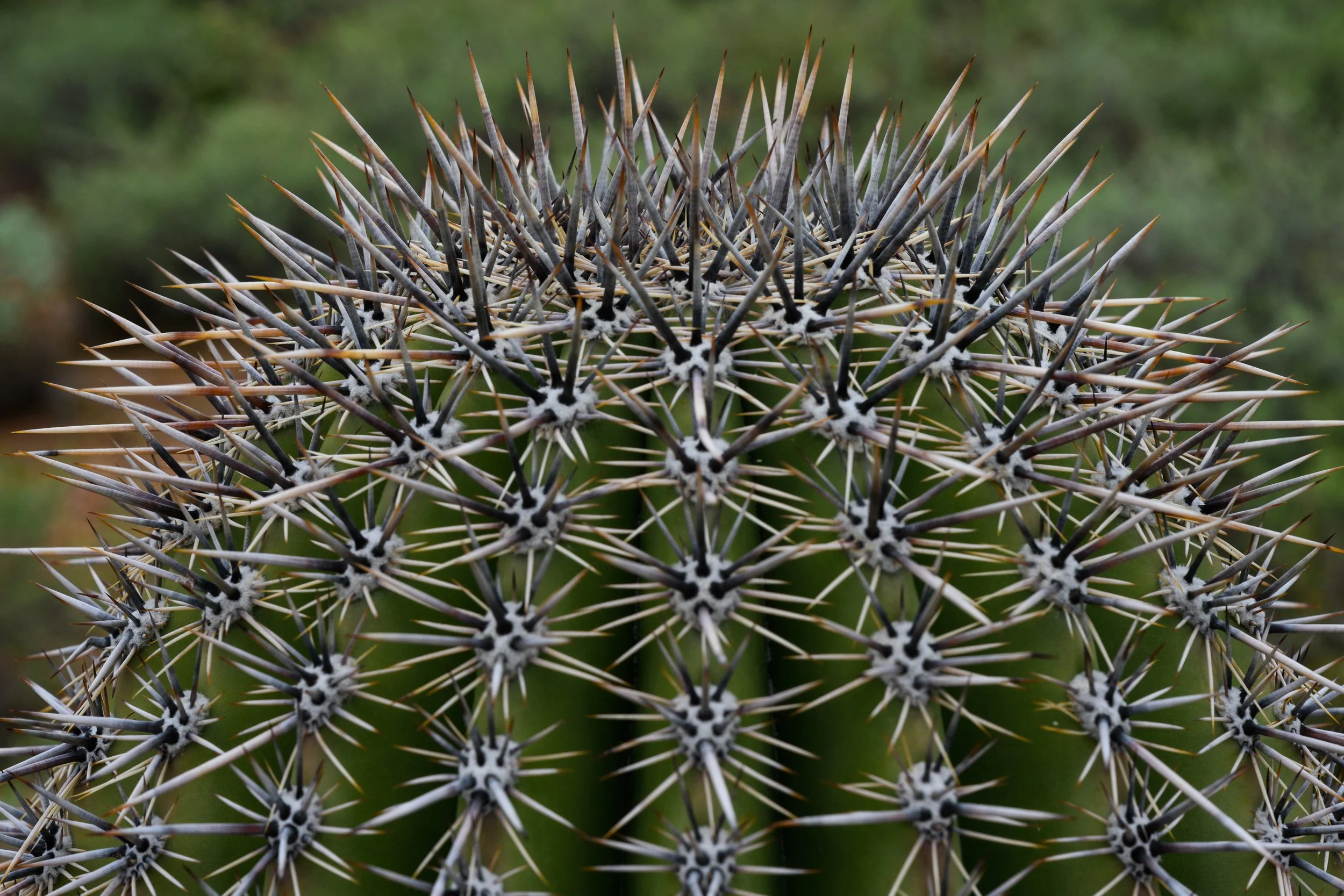 Superstition Wilderness, Arizona