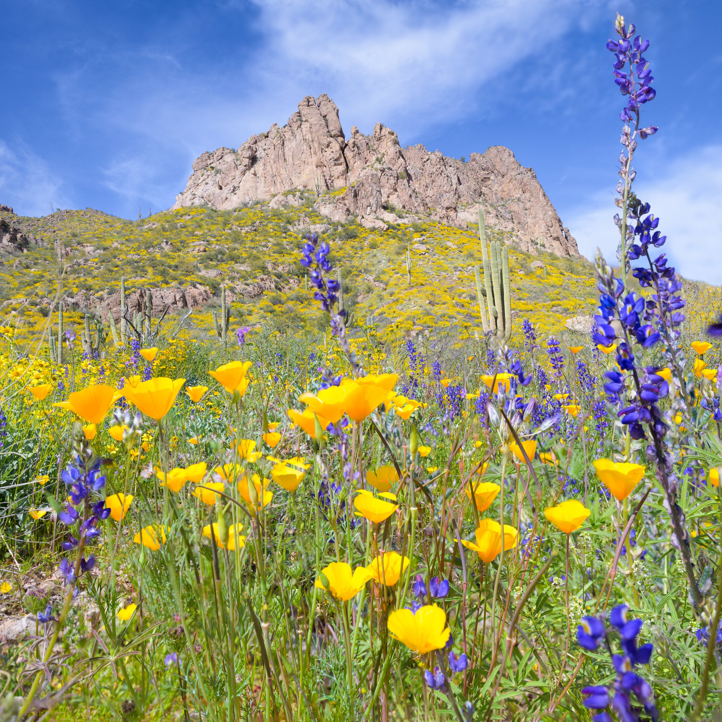 Super bloom, Superstitions Wilderness, Arizona, 2023