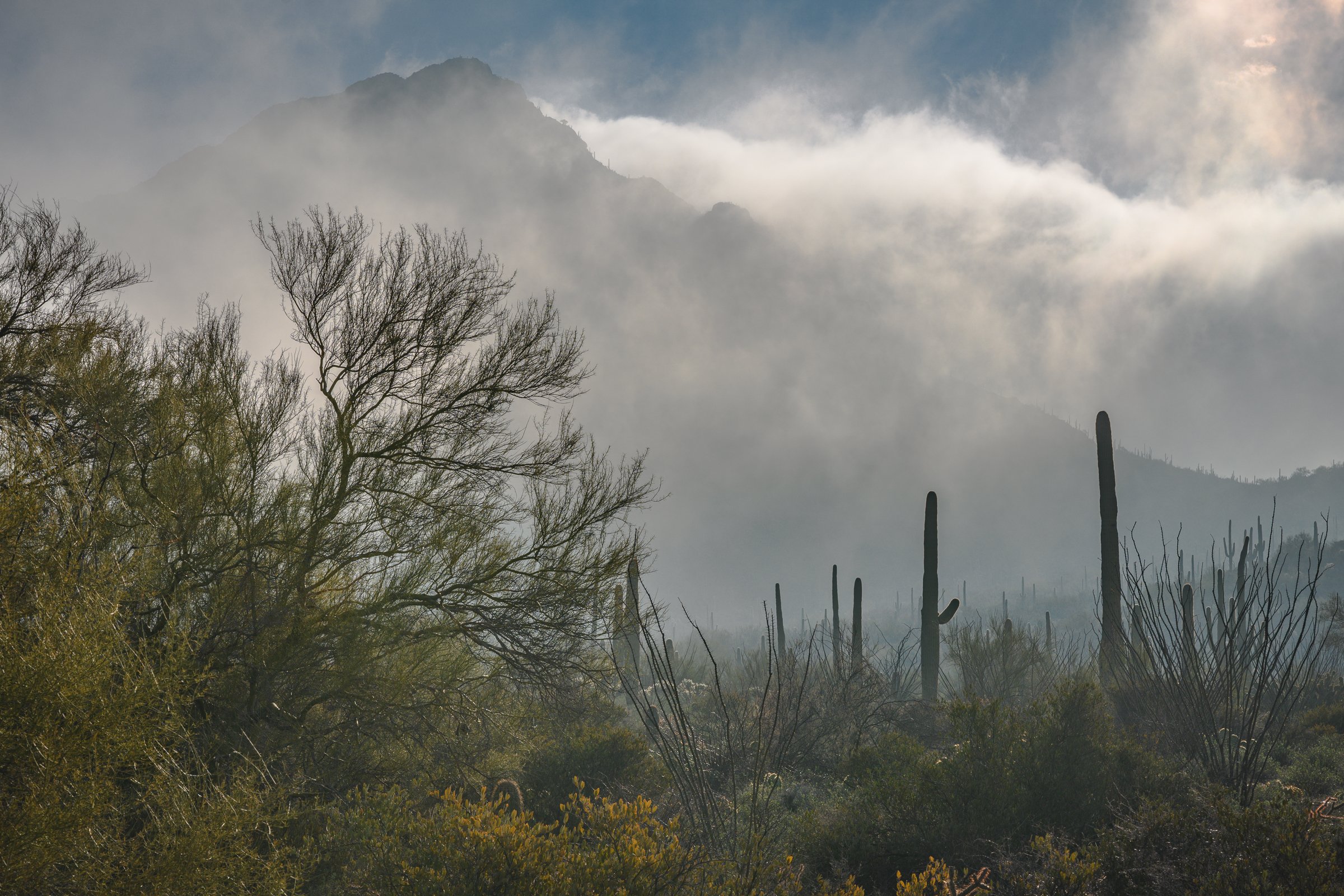Tucson Mountain Park, Arizona