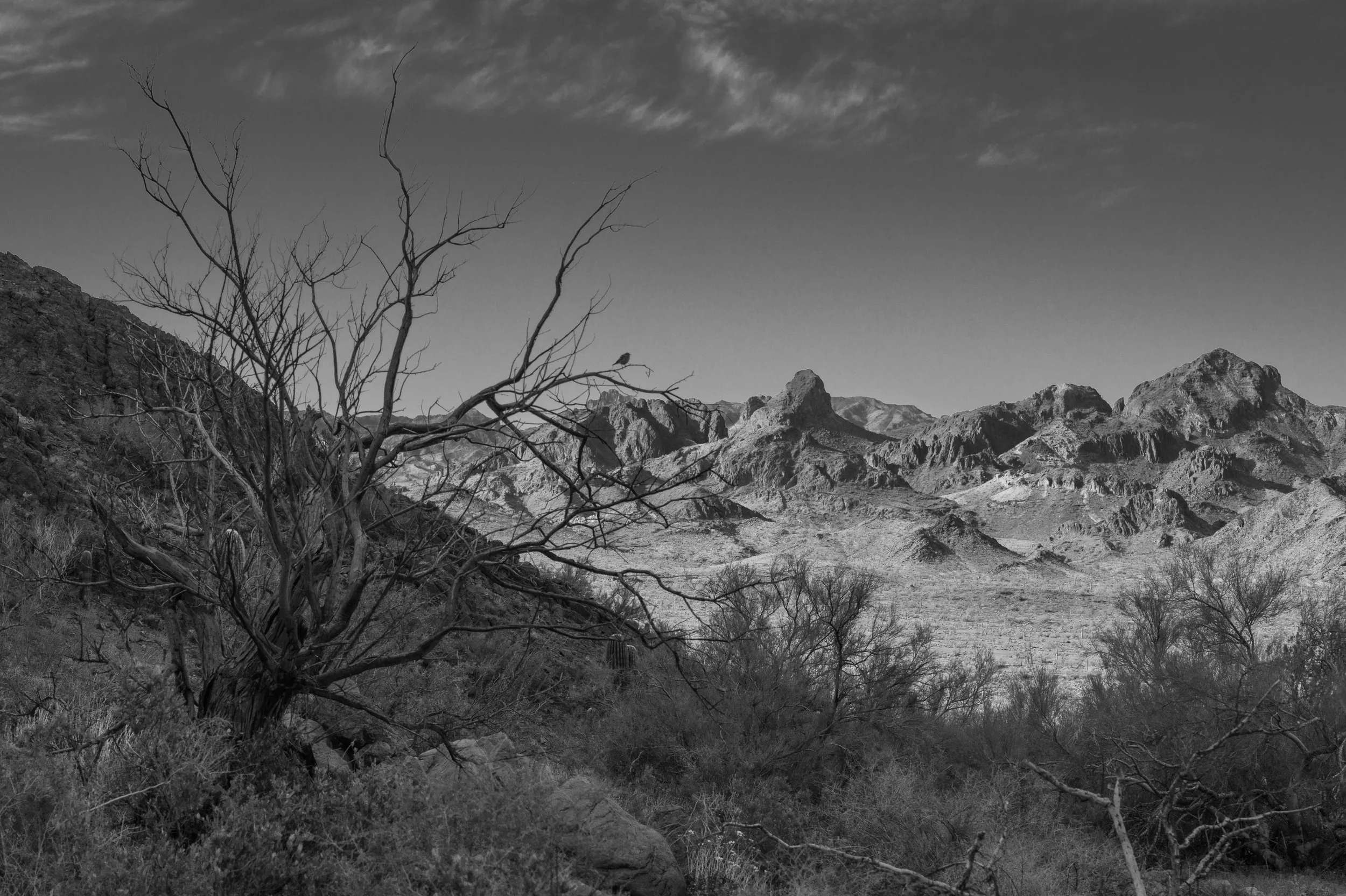 Kofa Wilderness, Arizona