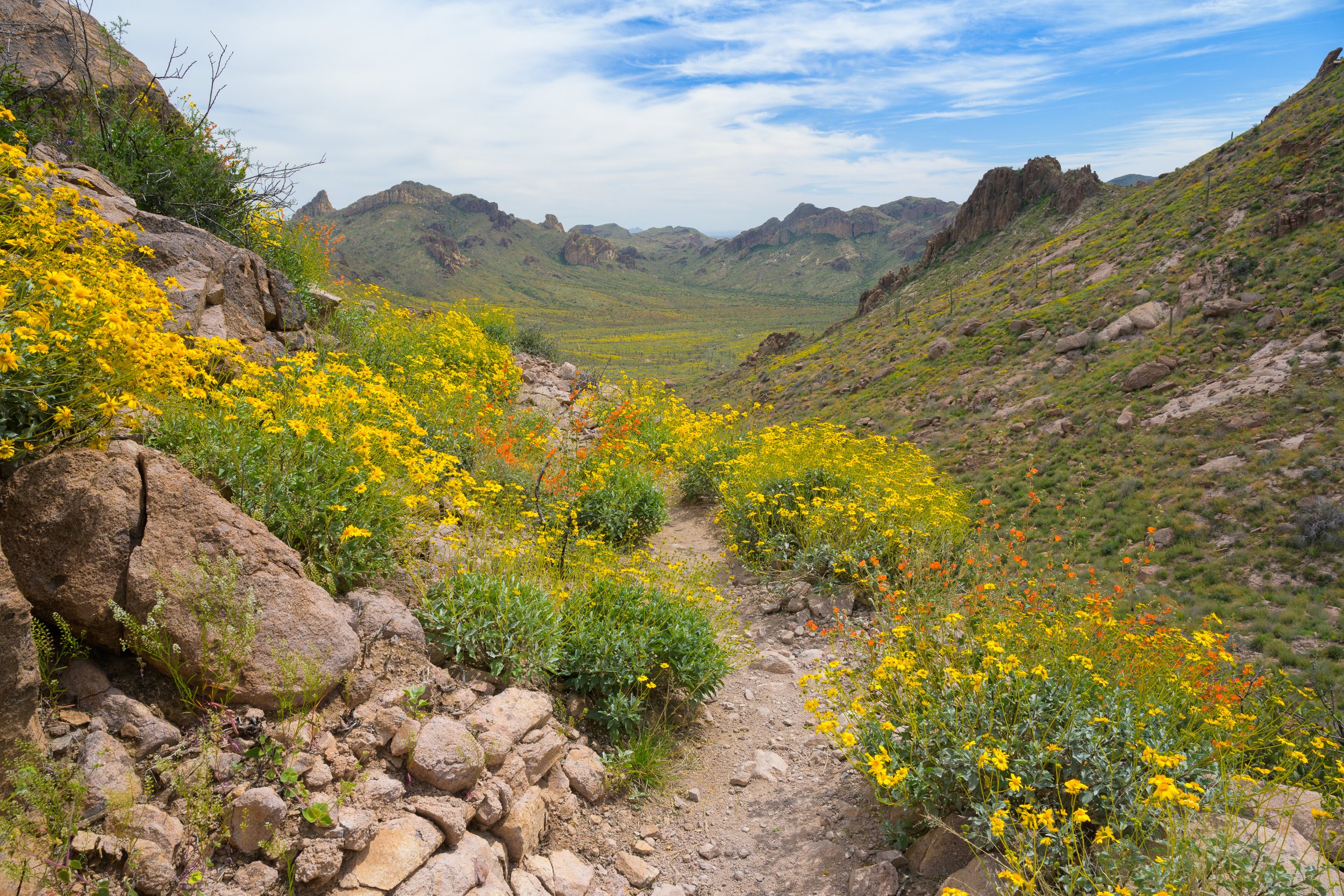 Super bloom, Superstitions Wilderness, Arizona, 2023