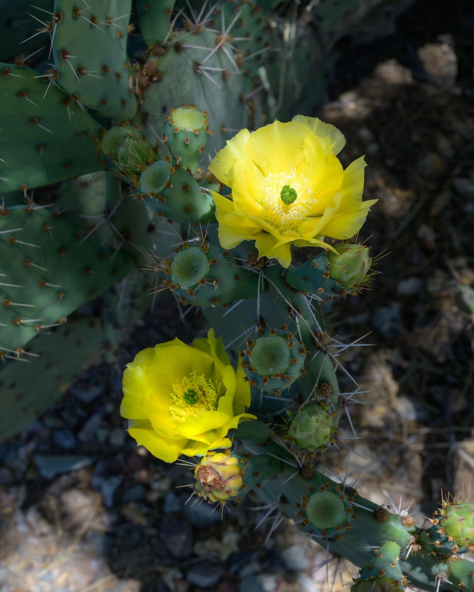 Sonoran Desert, Arizona