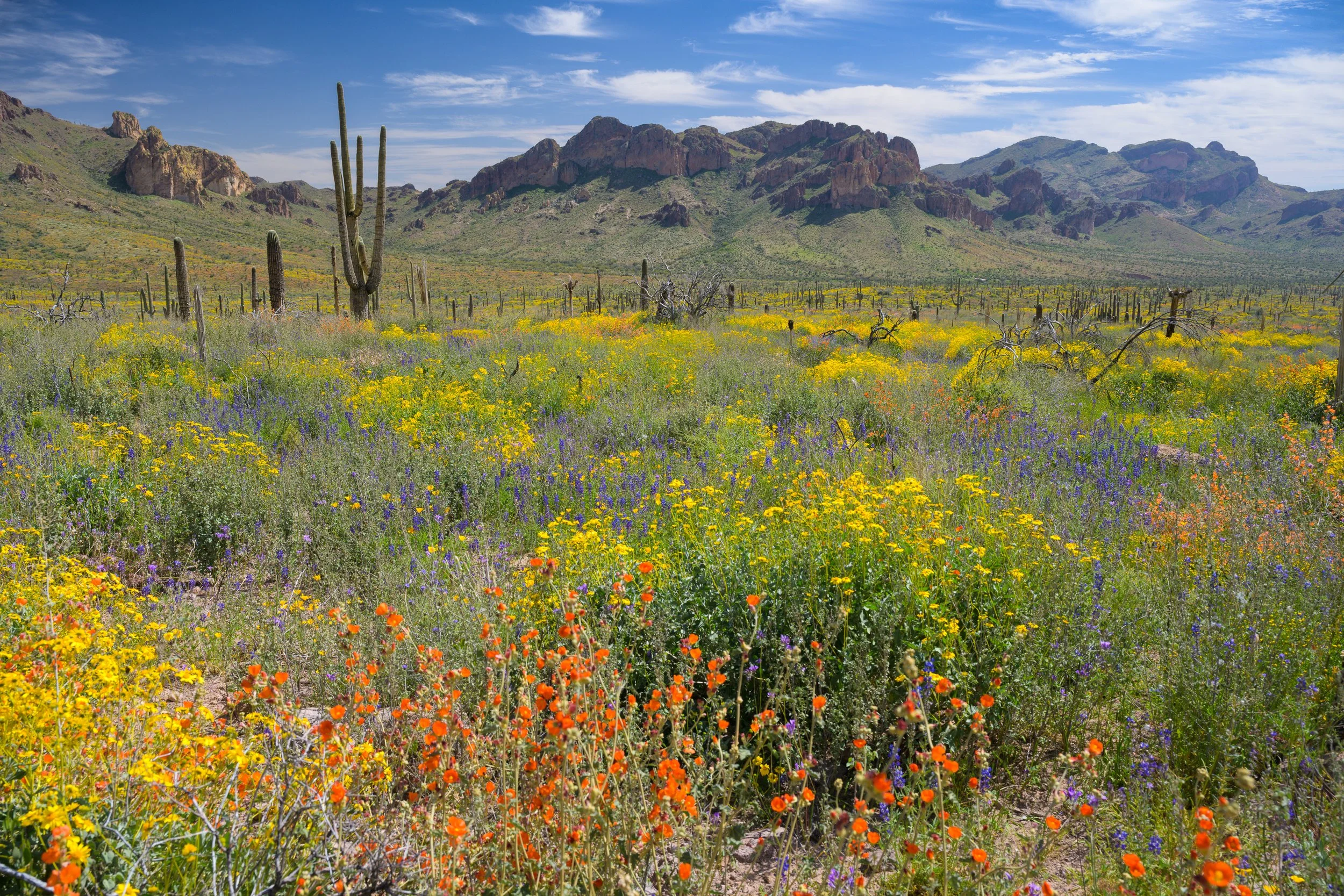 Super bloom, Superstitions Wilderness, Arizona, 2023