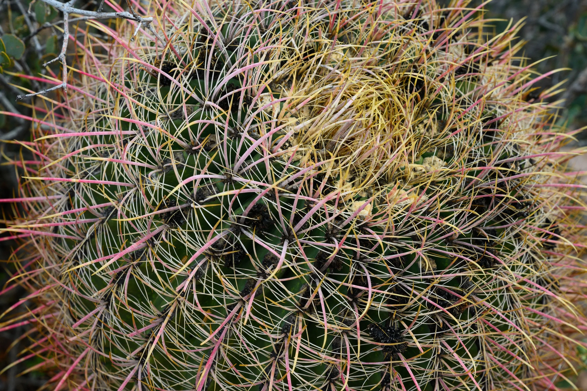 Superstition Wilderness, Arizona