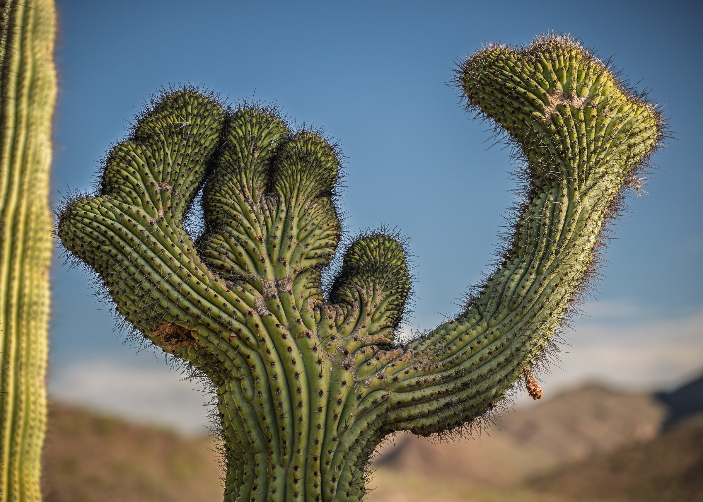 Organ Pipe Cactus National Monument, Arizona