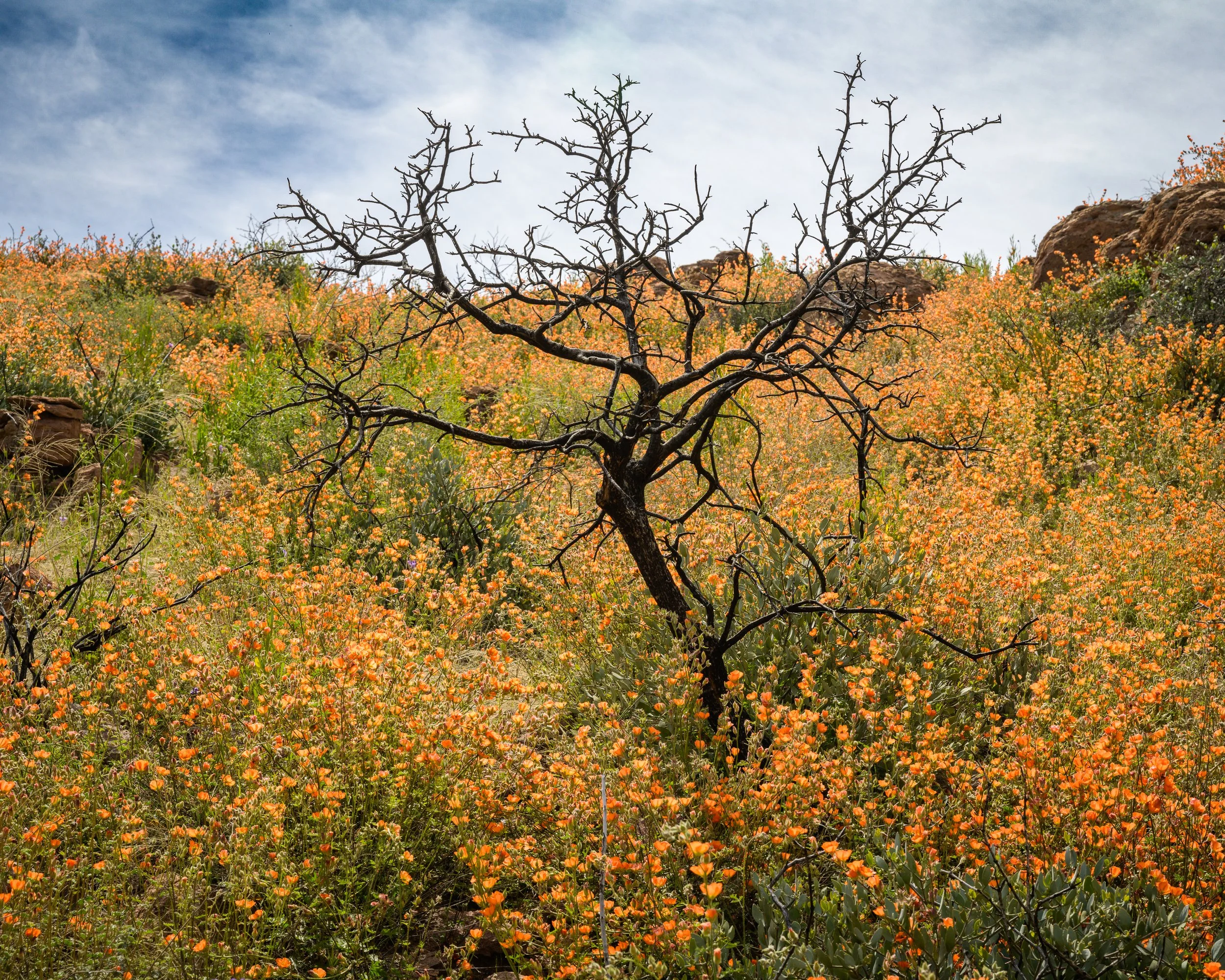 Super bloom, Superstitions Wilderness, Arizona, 2023