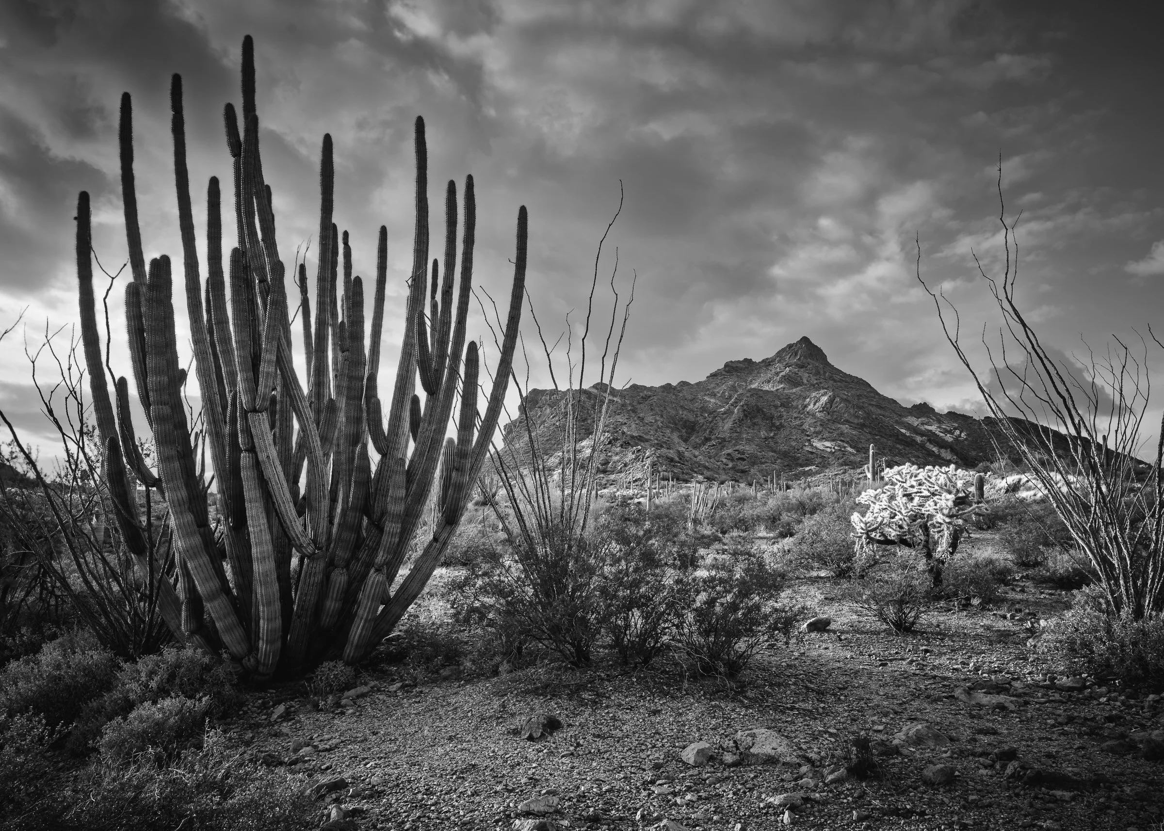 Organ Pipe Cactus National Monument, Arizona