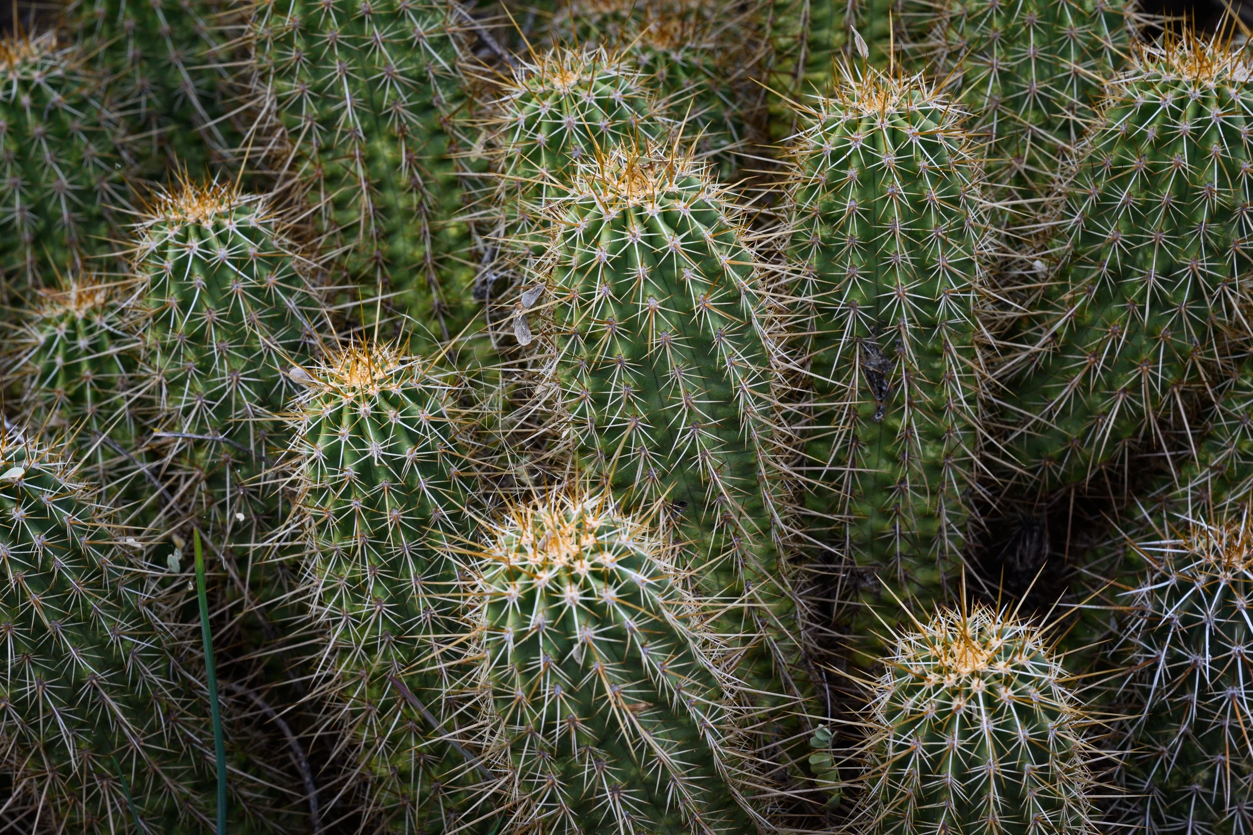 Superstition Wilderness, Arizona