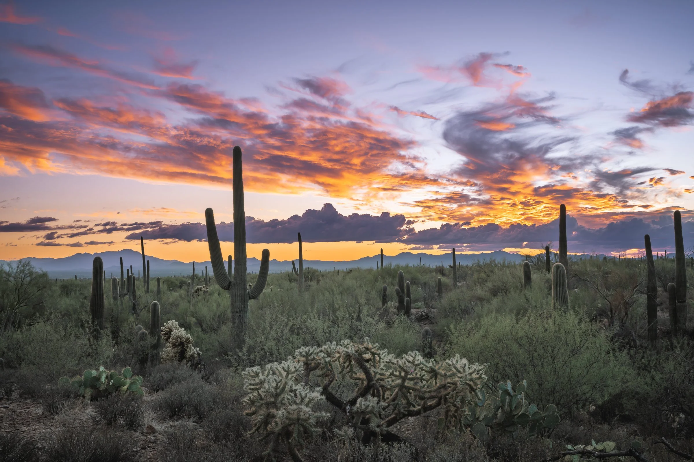 Tucson Mountain Park, Arizona